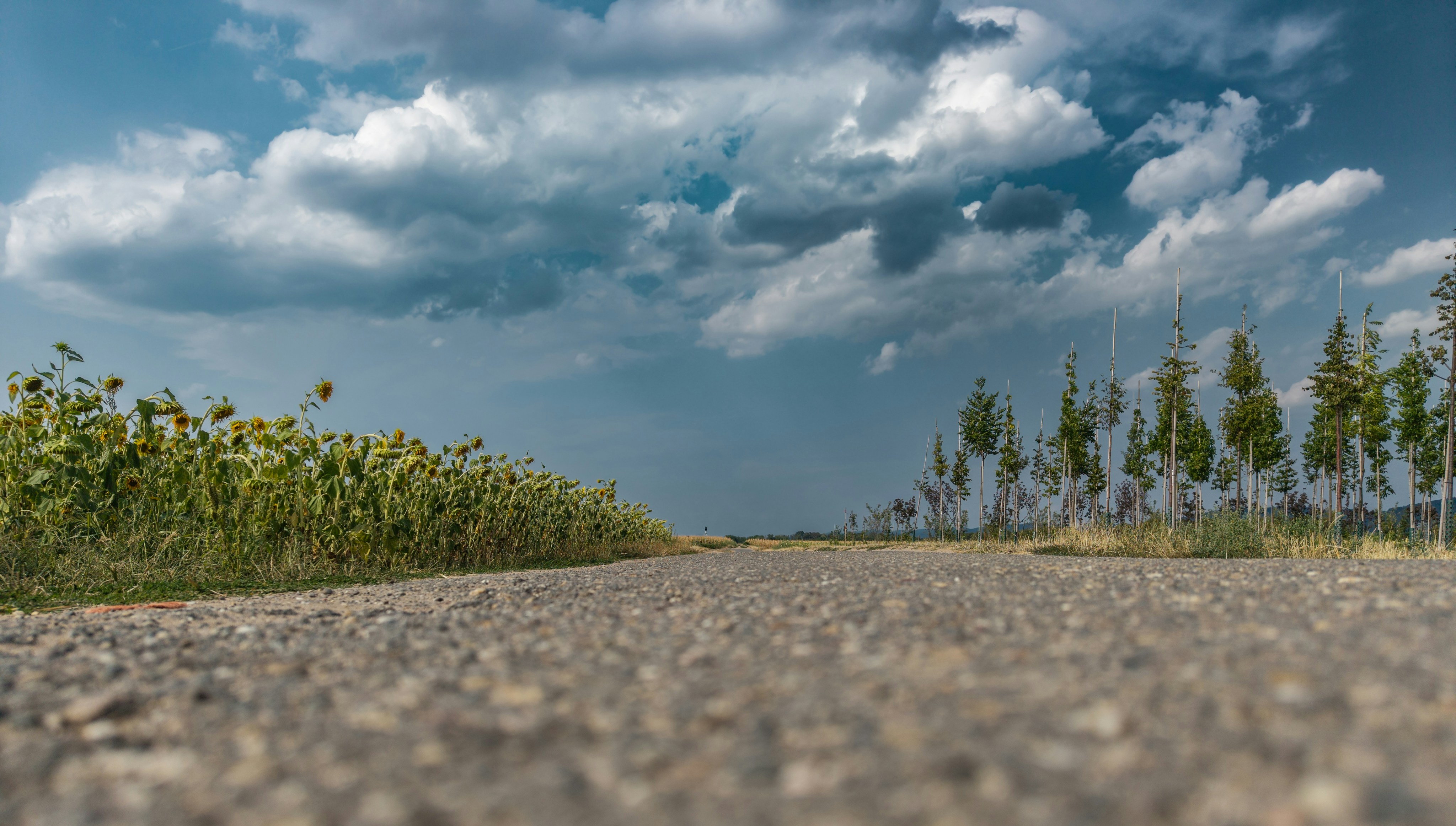 A gravel road between a field of sunflowers and young trees under cloudy skies
