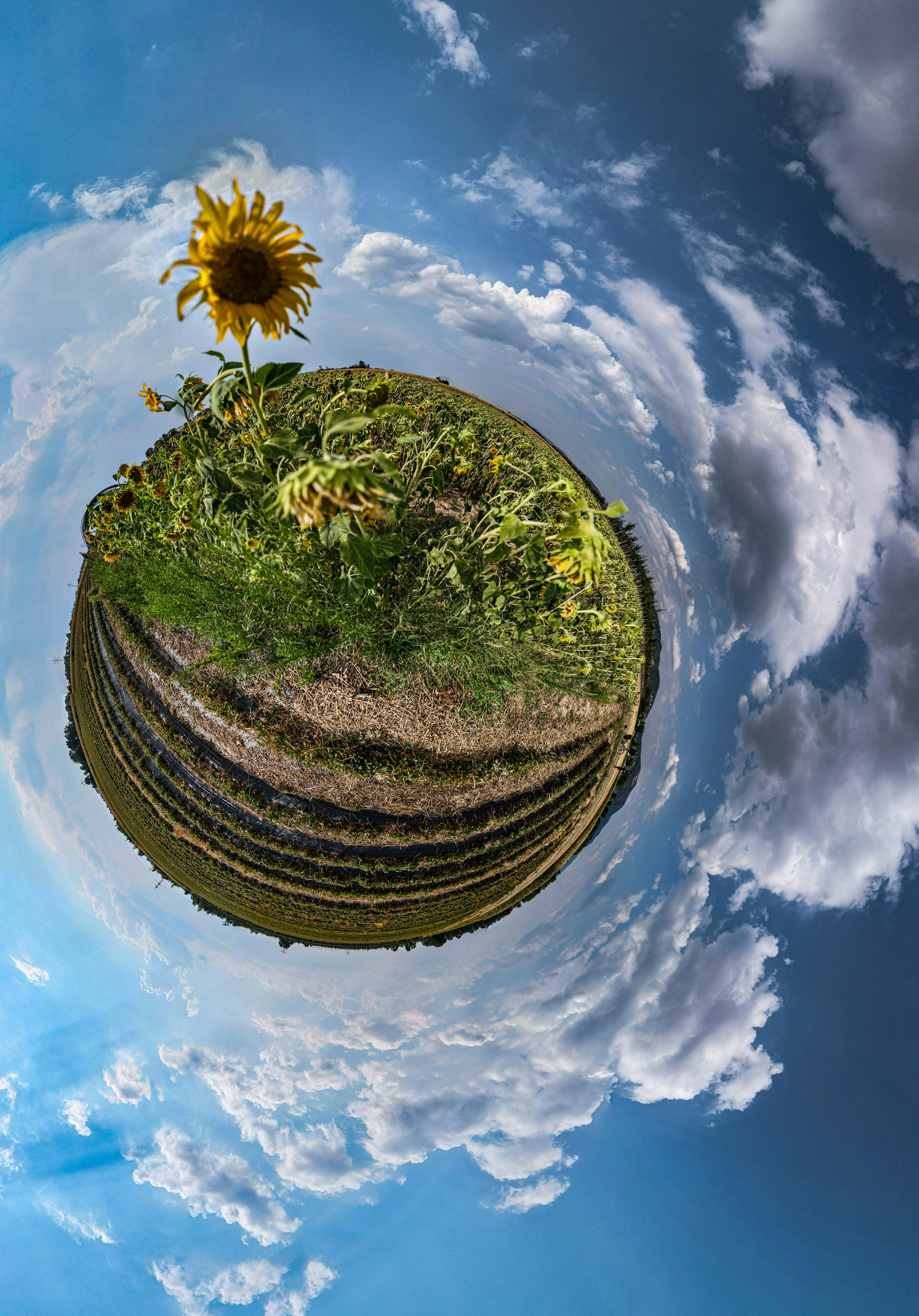 A 360-degree panoramic view of a sunflower field under a blue cloudy sky