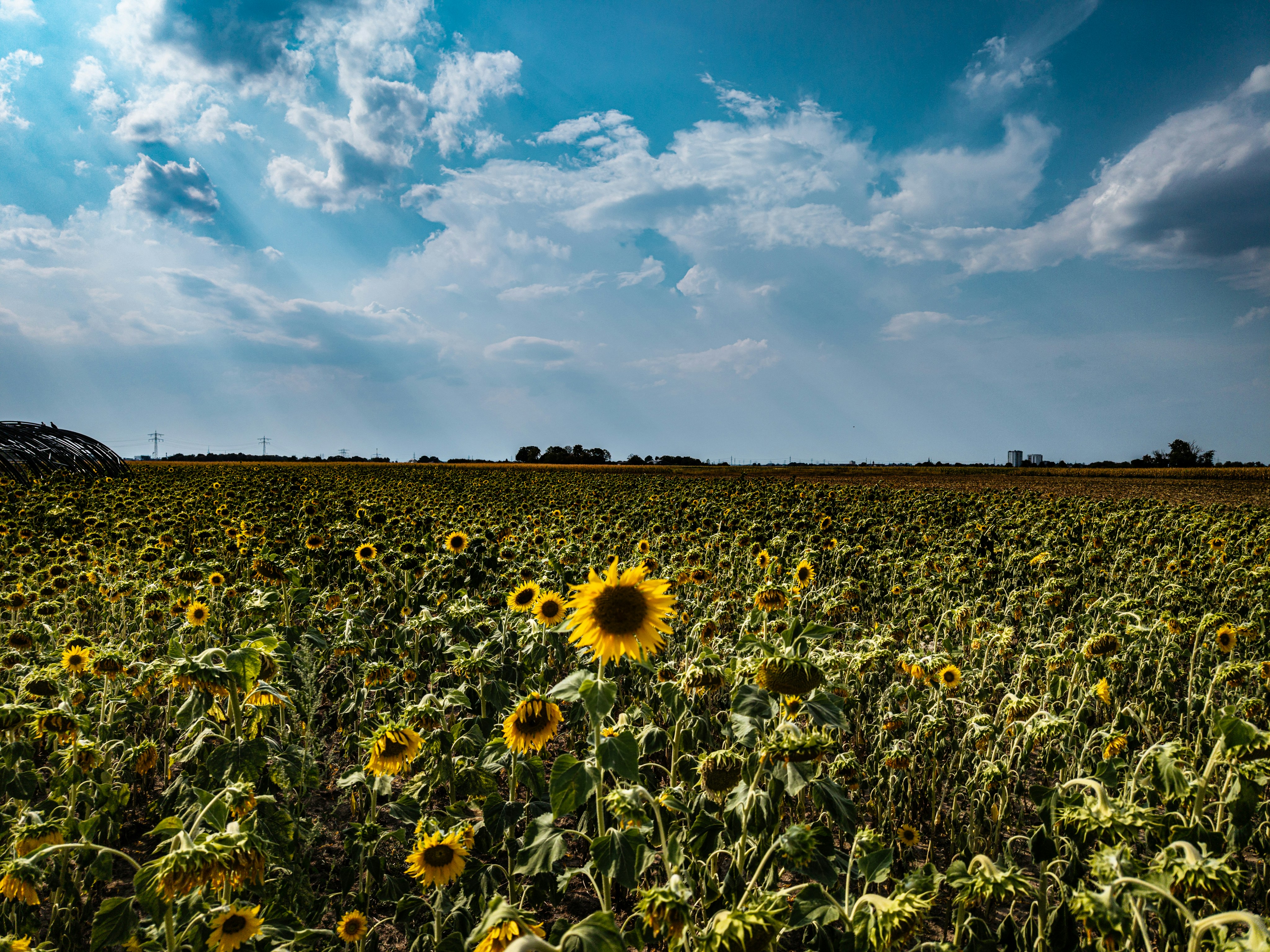 A vast field of sunflowers under a bright blue sky with scattered clouds