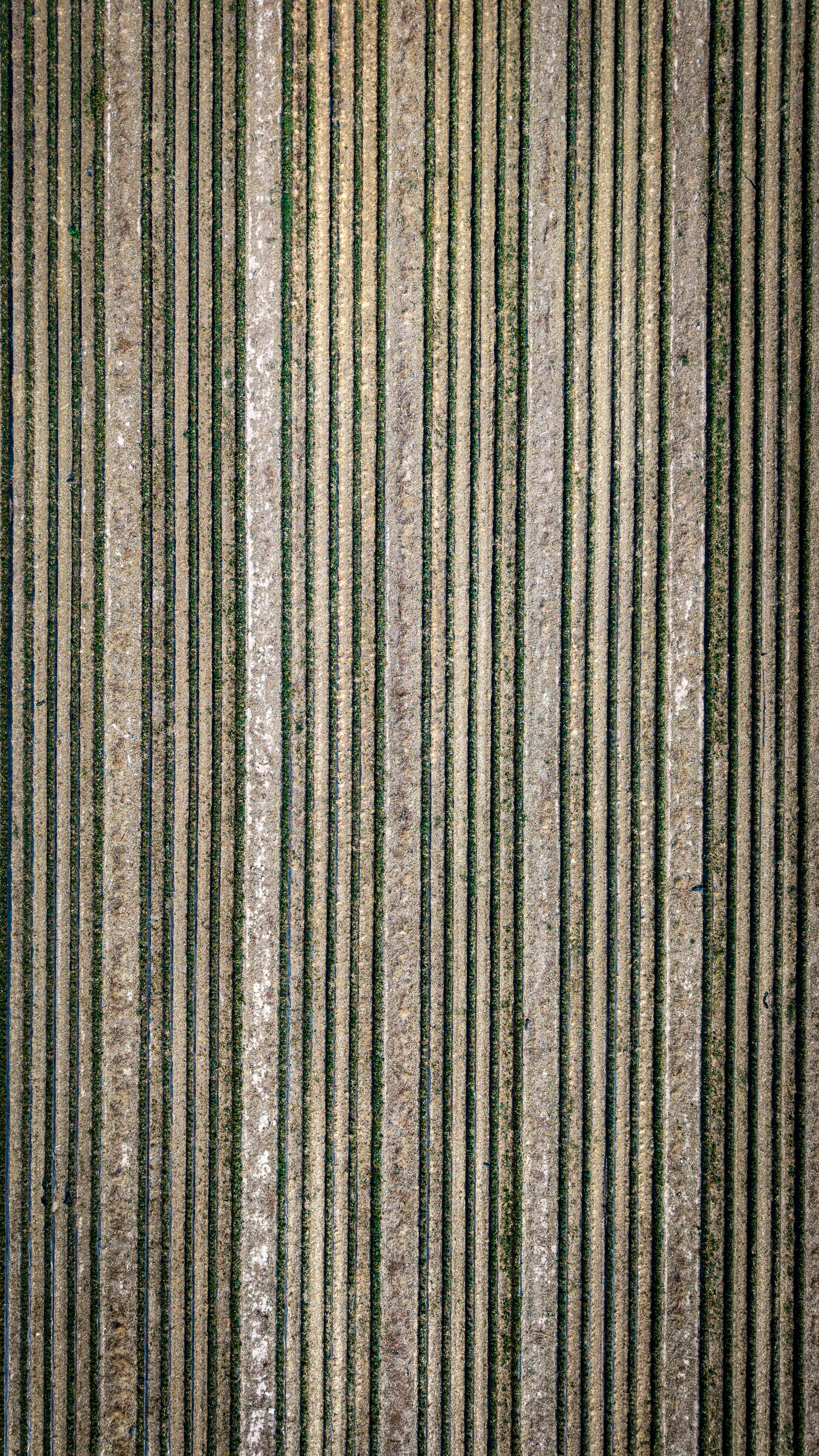 An aerial view of parallel rows of tilled soil in a farm field