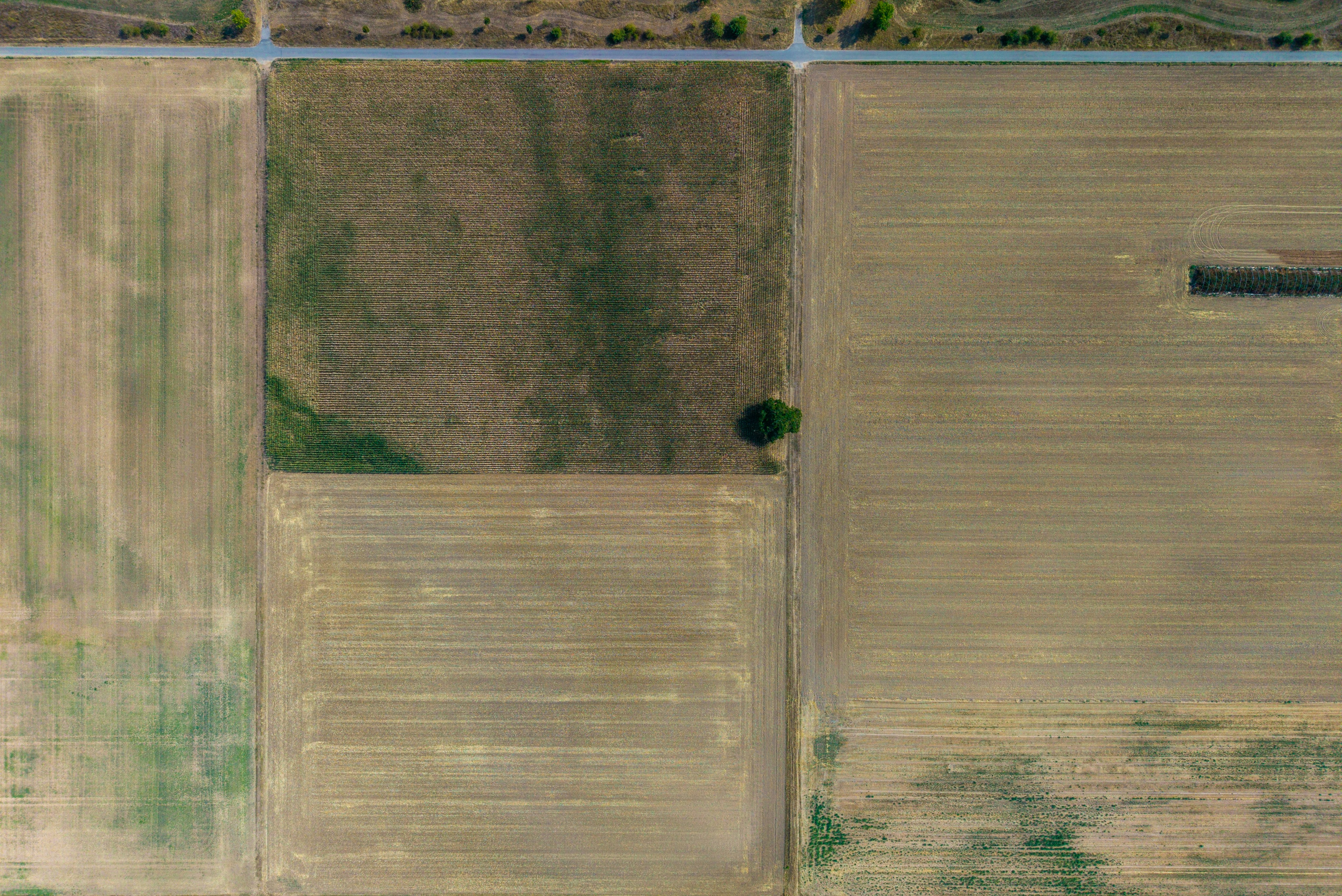 An aerial view of rectangular agricultural fields with a single tree in one corner