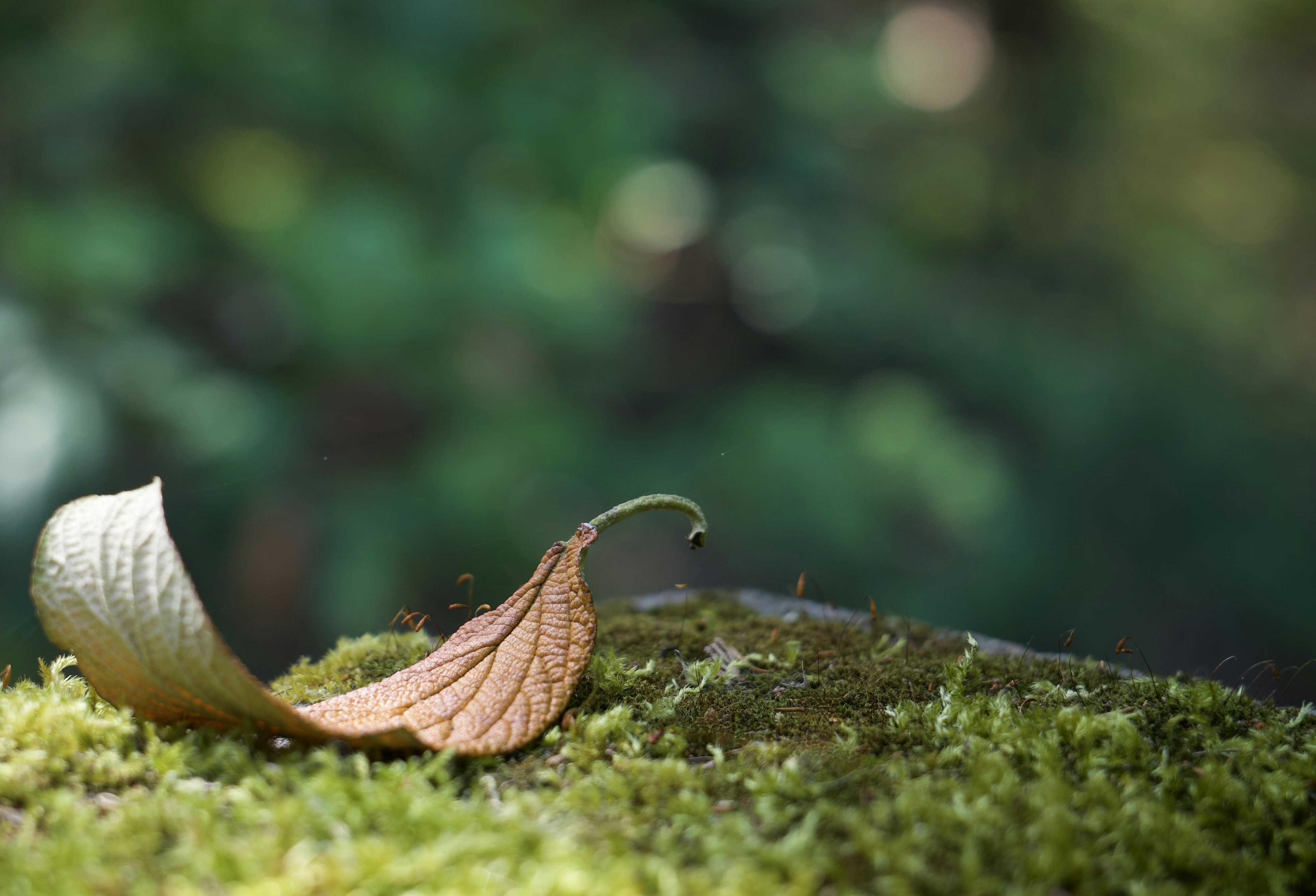 A single dried brown leaf resting on a patch of green moss