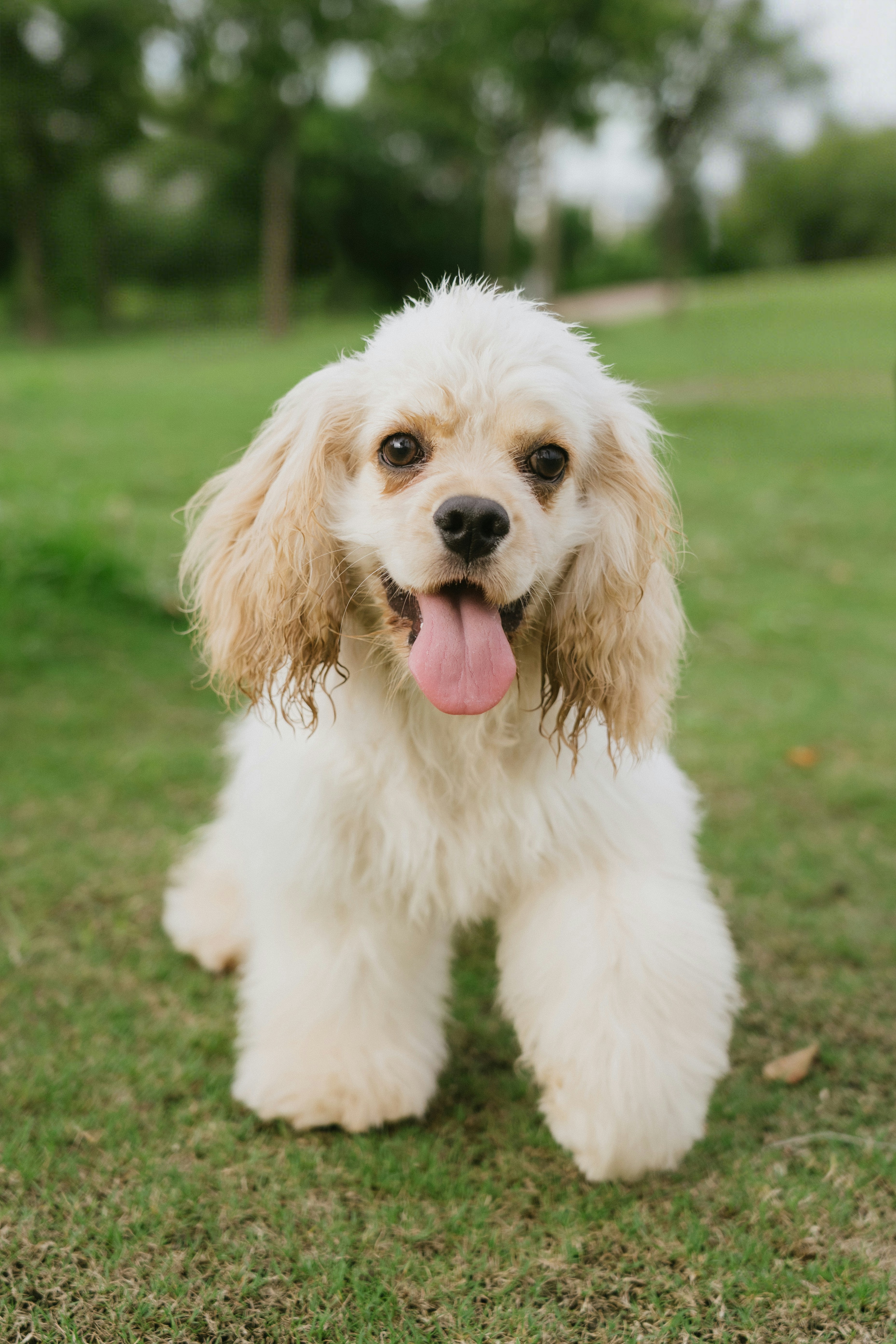 An American Cocker Spaniel