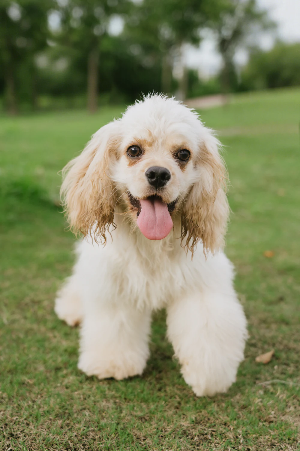 American Cocker Spaniel, photo 1