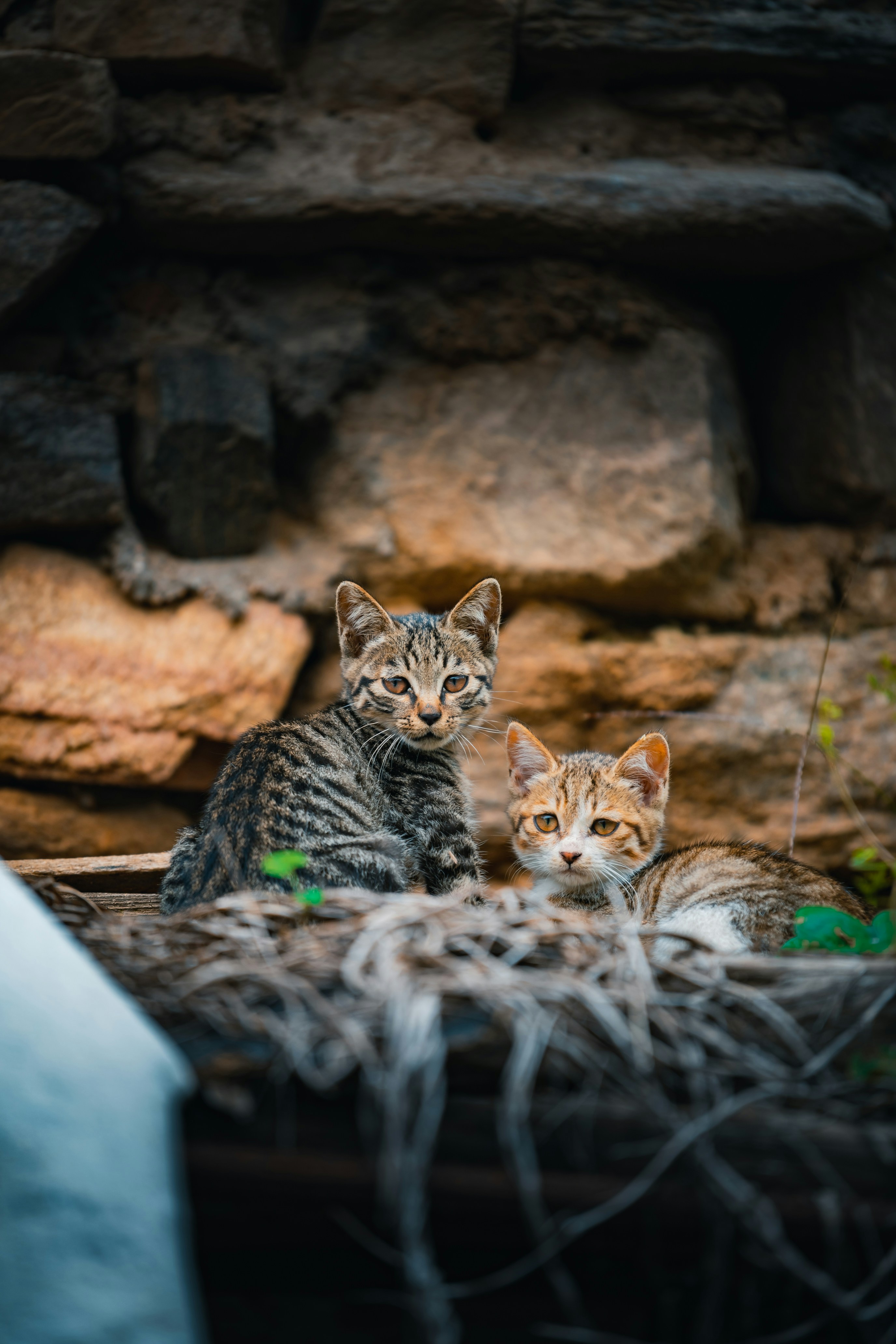 Dua anak kucing tabby beristirahat di semak kering di dinding batu yang sederhana