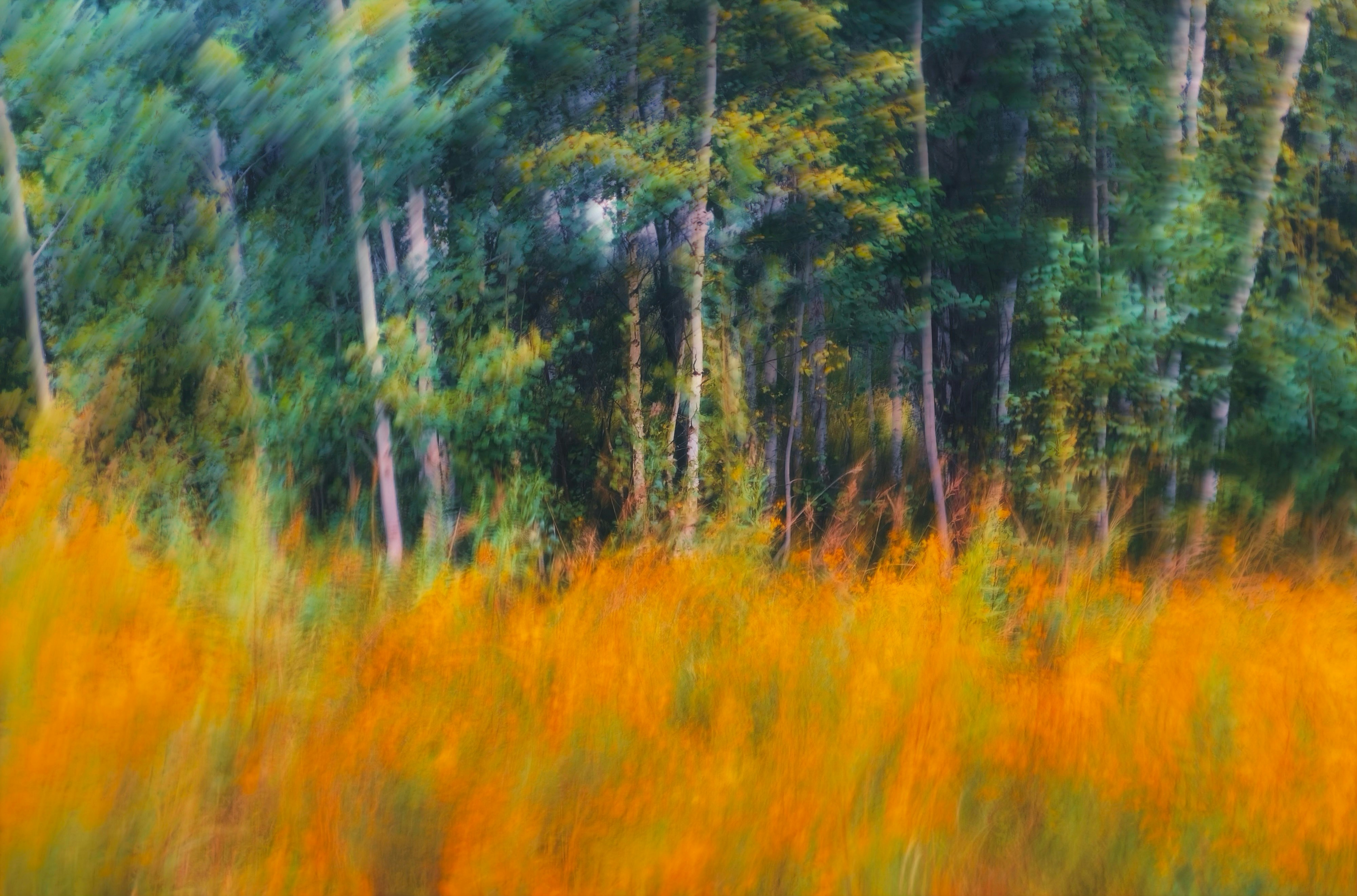 A motion blur view of tall orange grass before a dense green forest