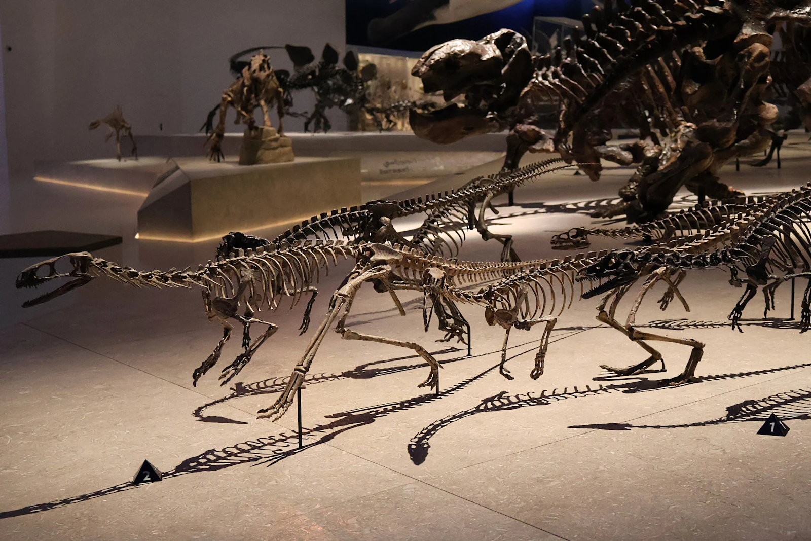 Dinosaur skeletons displayed in a gallery at the Natural History Museum Abu Dhabi