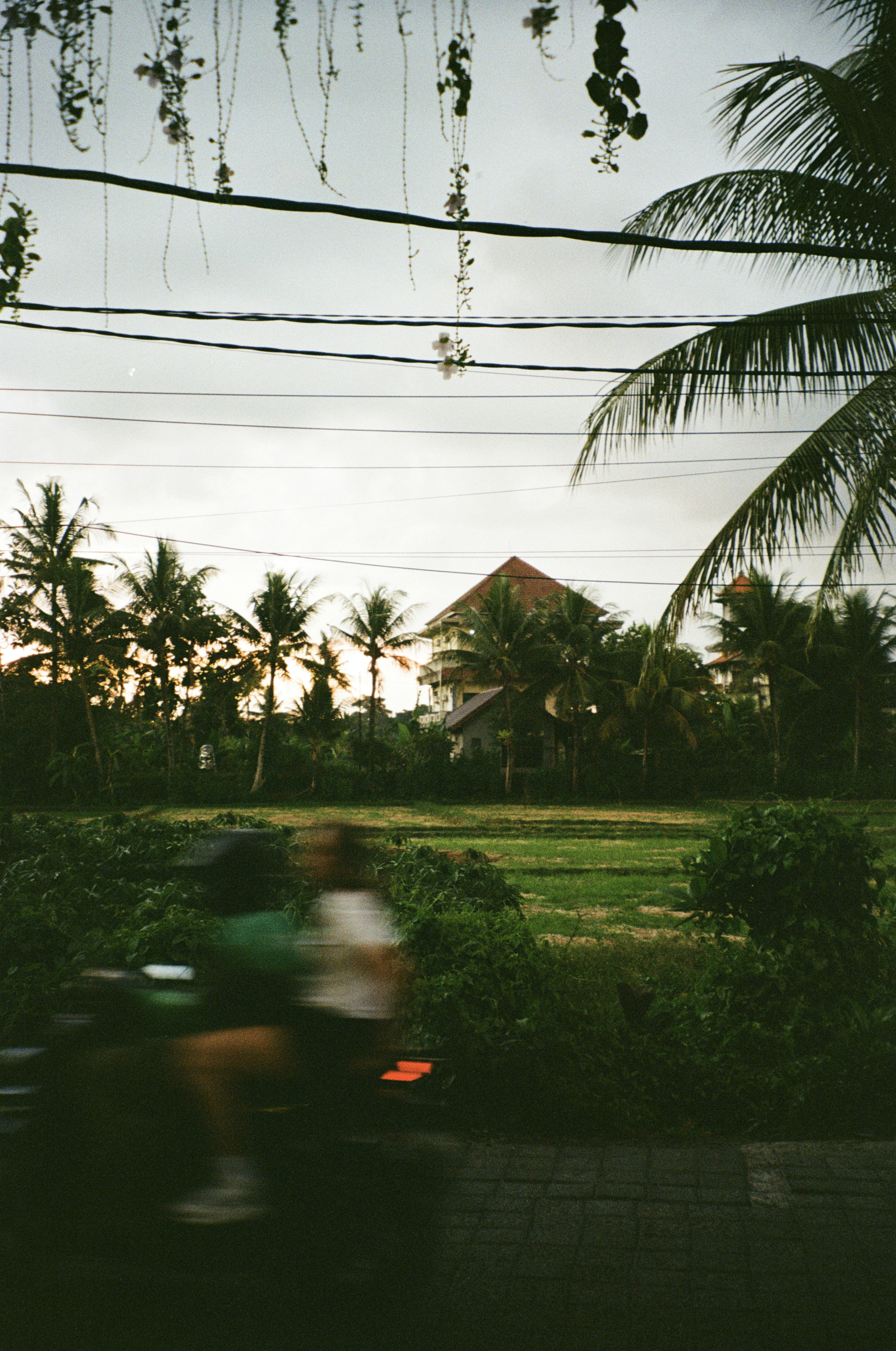 A blurred person riding a scooter past a green field and palm trees