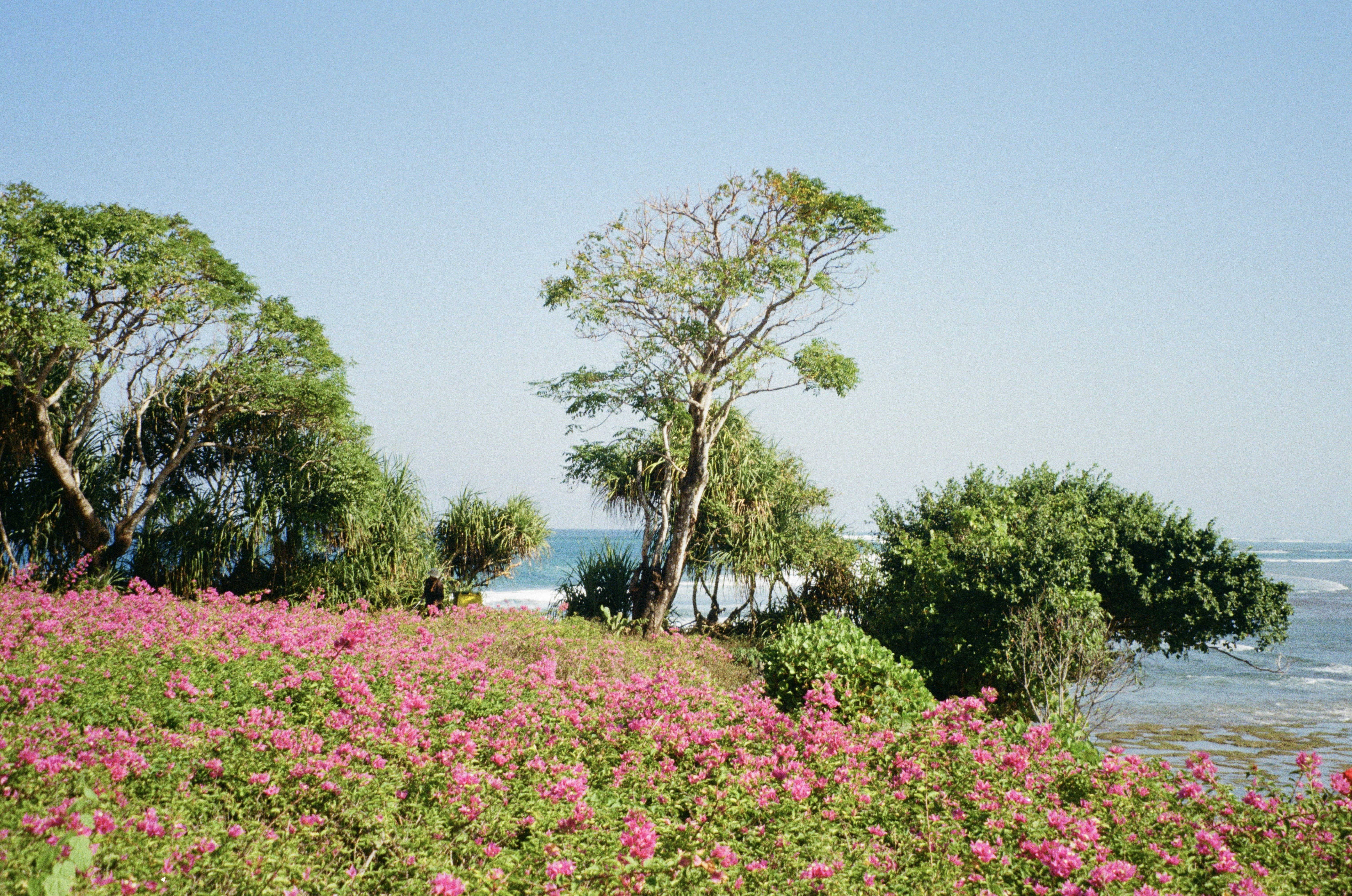 A field of pink bougainvillea flowers near trees overlooking the blue ocean
