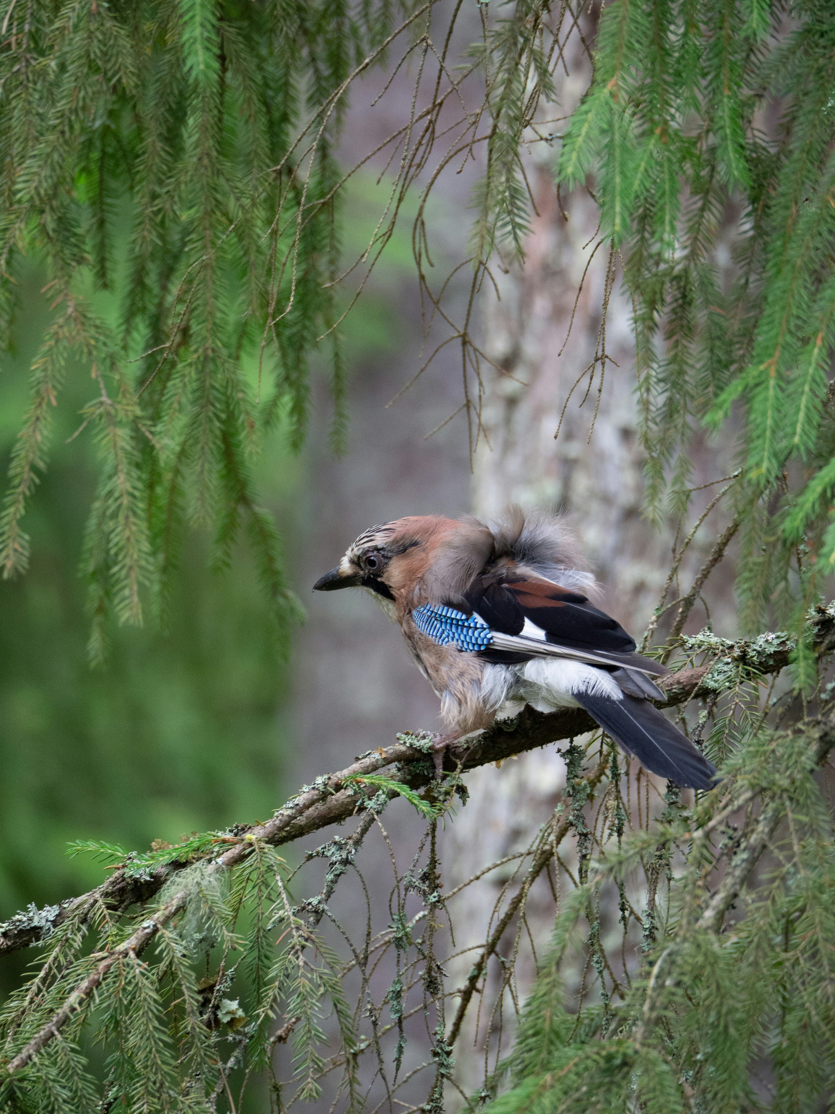 A Eurasian jay with blue wing patches perched on a mossy spruce branch