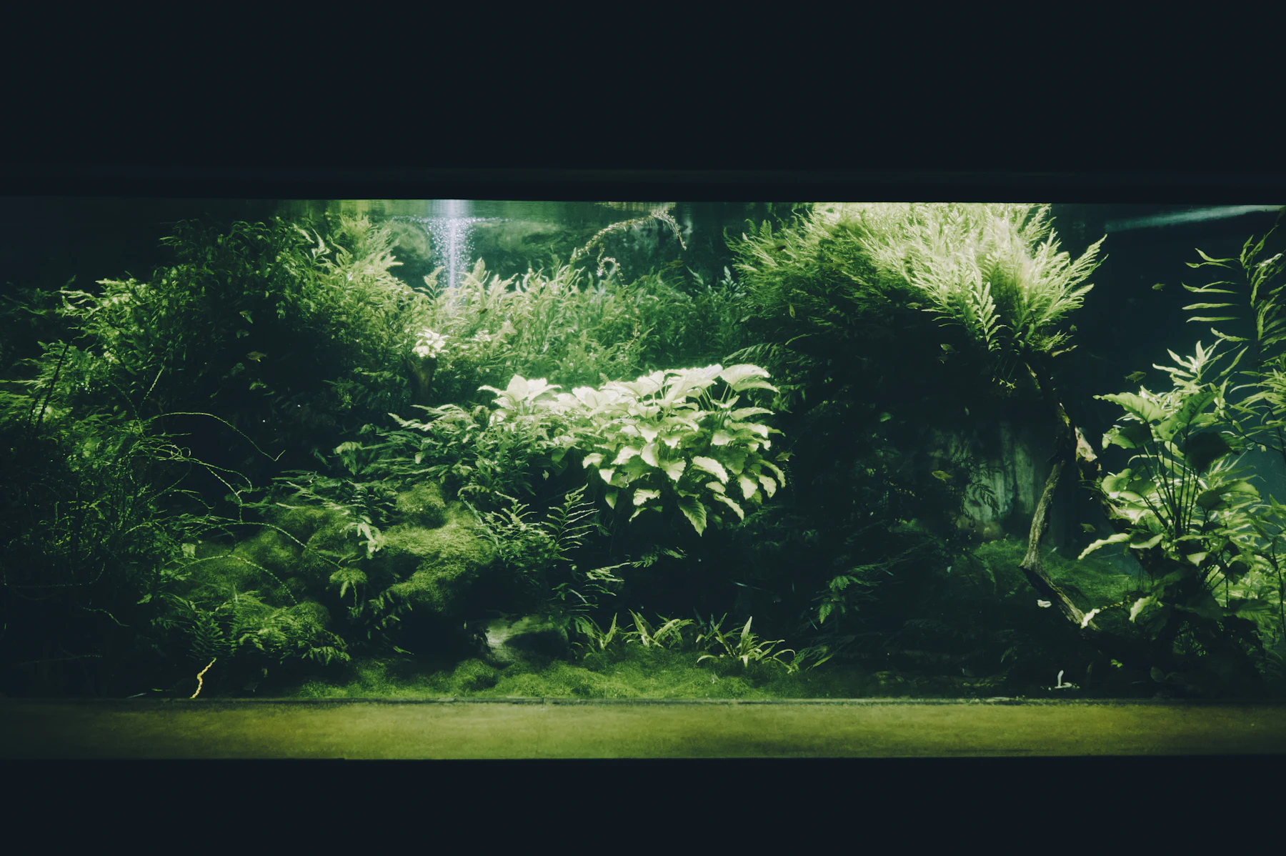 A densely planted aquarium filled with ferns, moss and fine-leaved stems from substrate to surface