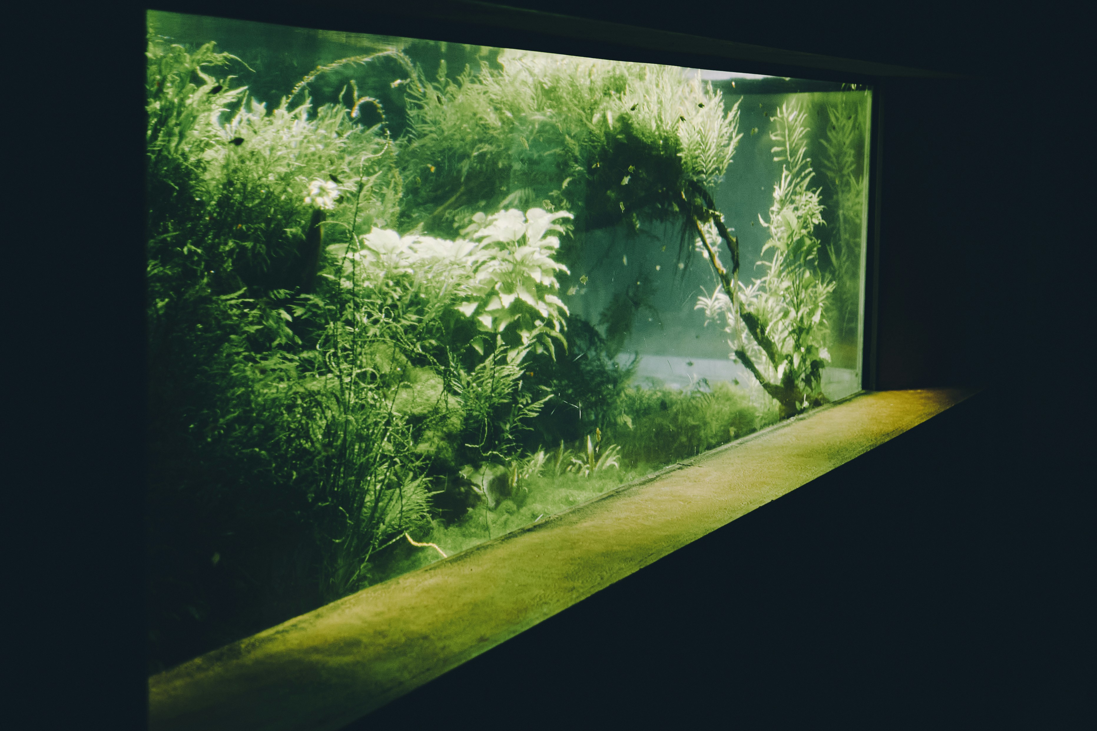 A lush planted aquarium with dense green aquatic vegetation and a wooden ledge