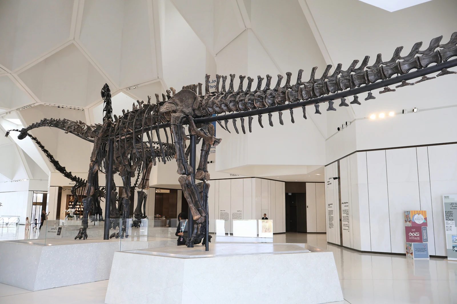 Long-necked dinosaur skeleton in the museum's bright atrium