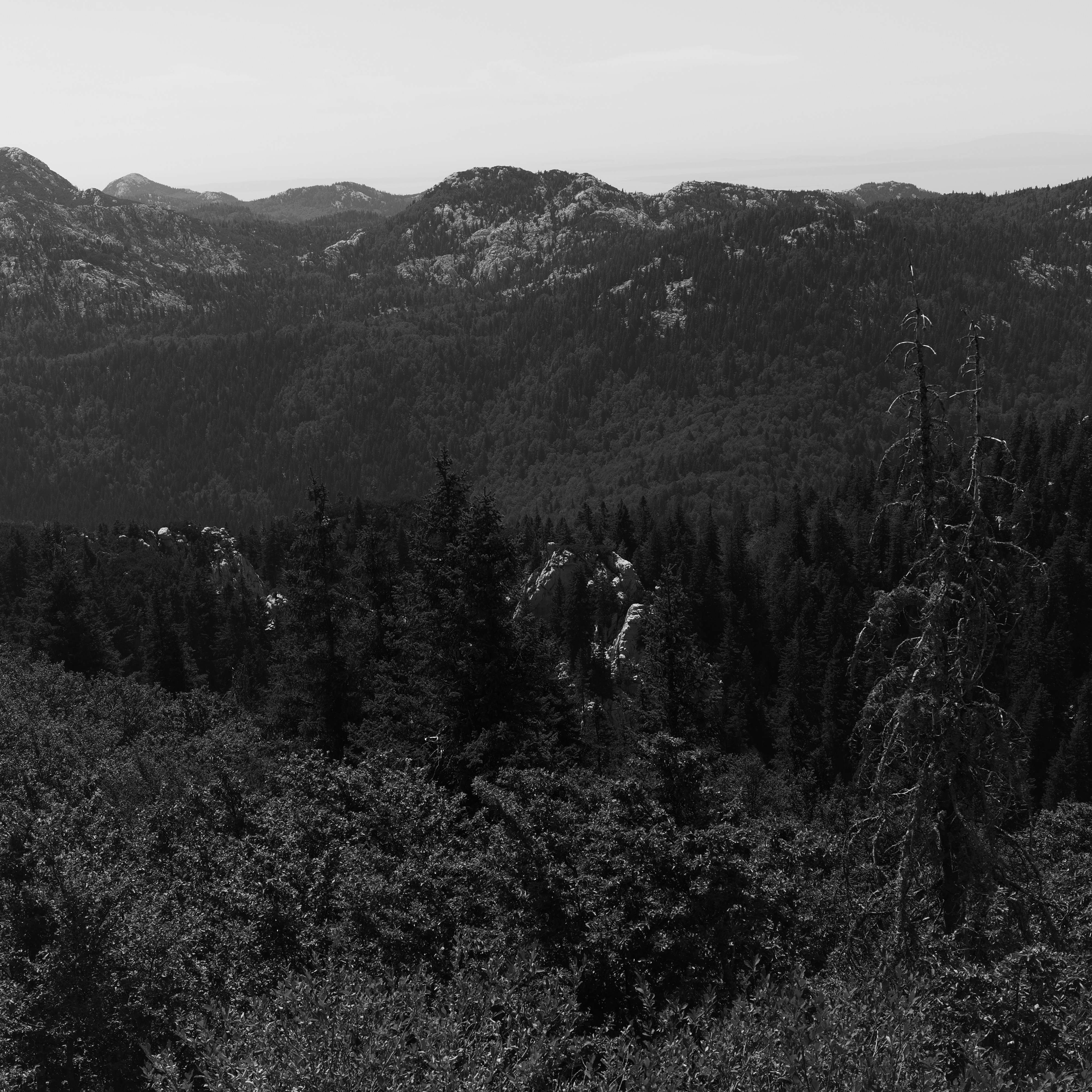 A black and white view of dense evergreen forests and rocky mountain ridges