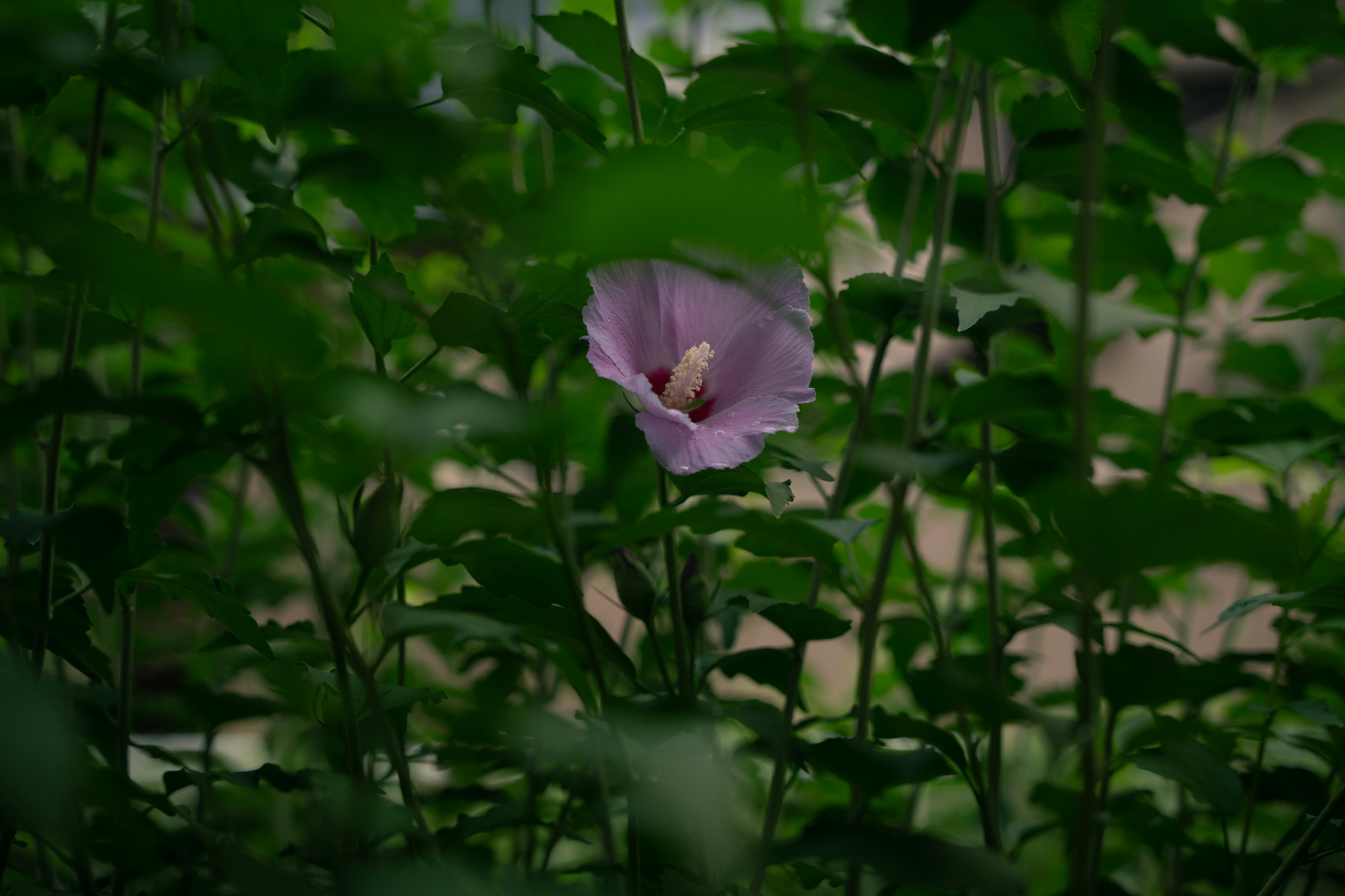 A single light purple hibiscus flower blooming among dense green foliage