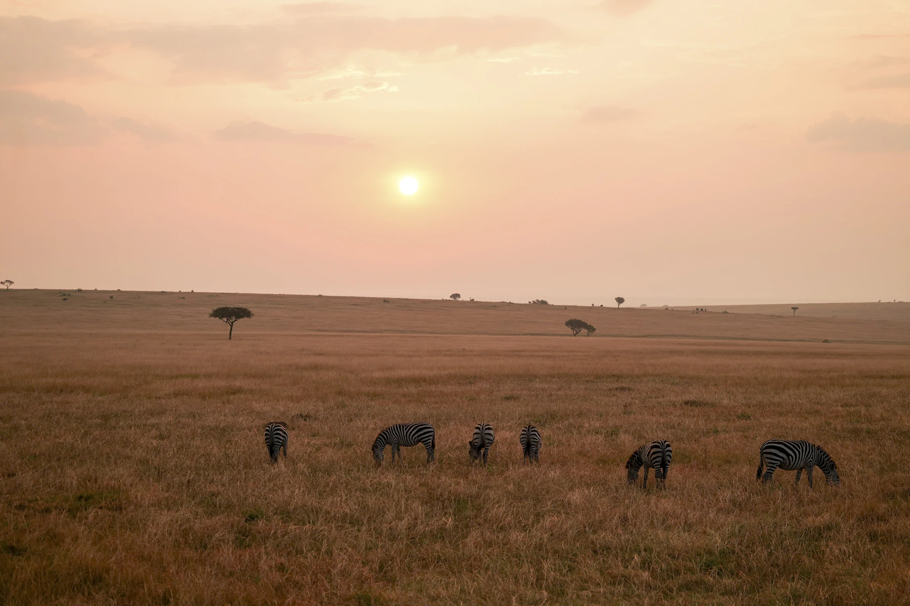 Zambia