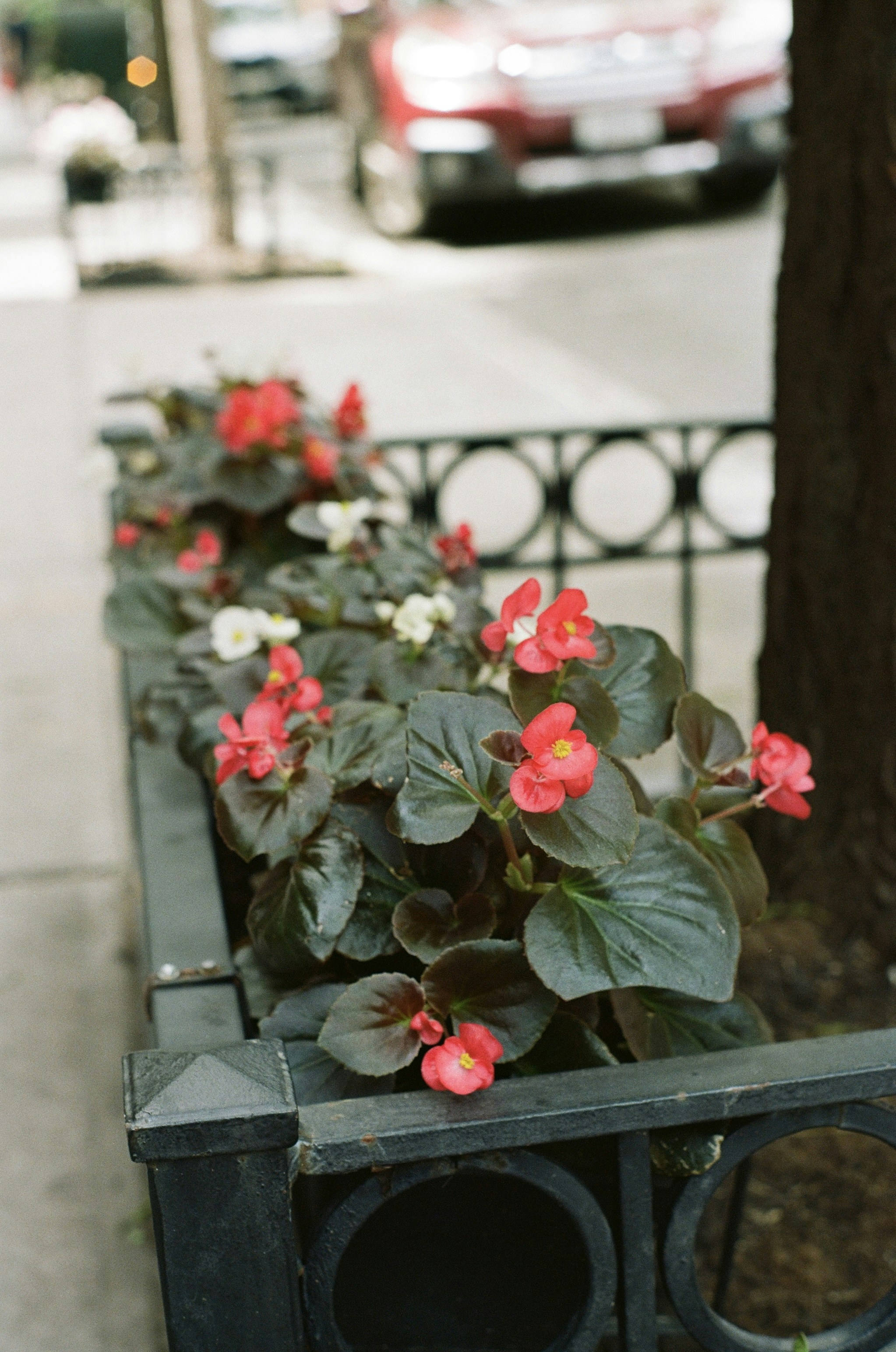 Red and white wax begonia flowers in a black metal planter on a sidewalk