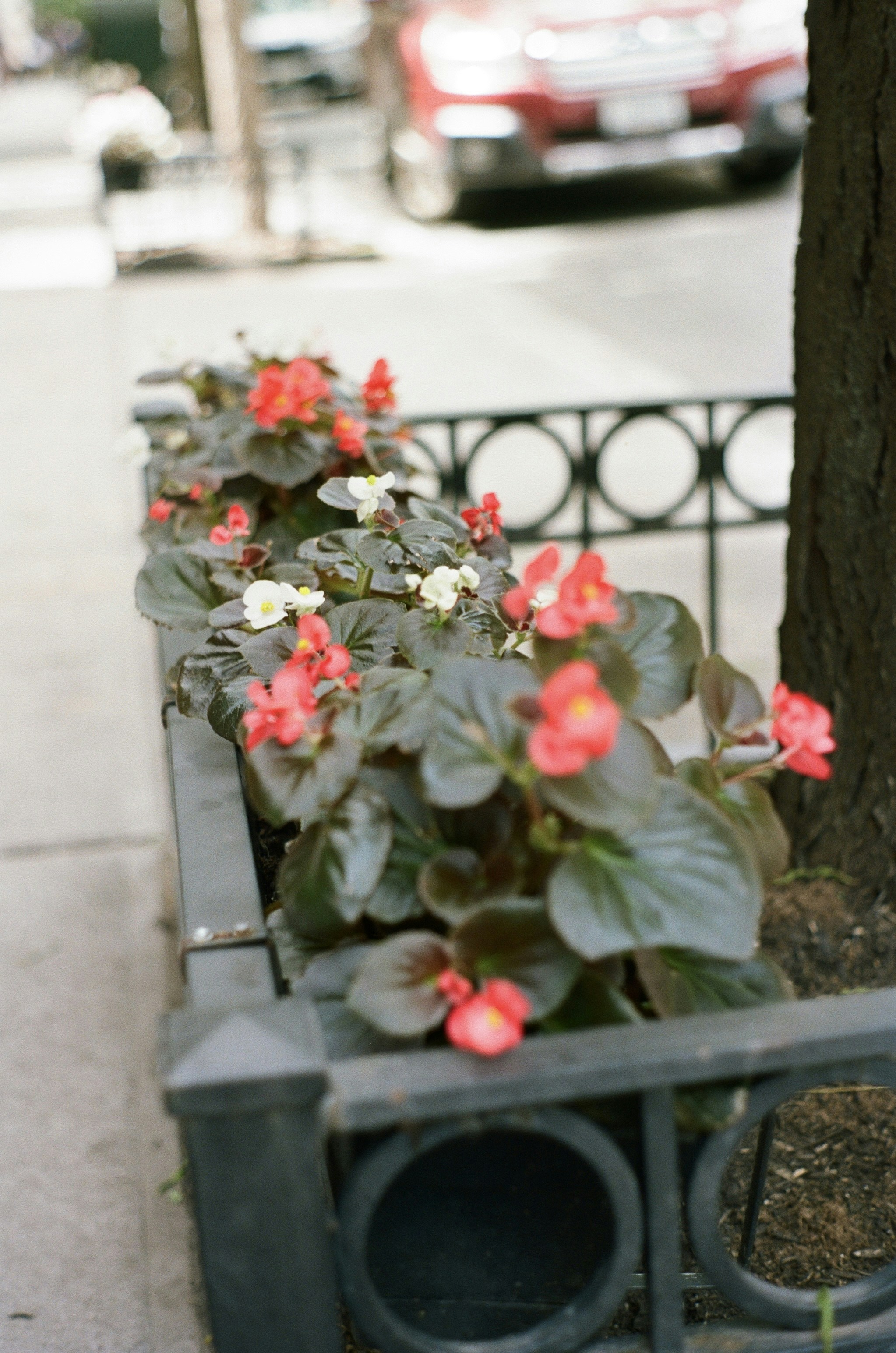 Red and white begonia flowers in a black metal planter on a sidewalk