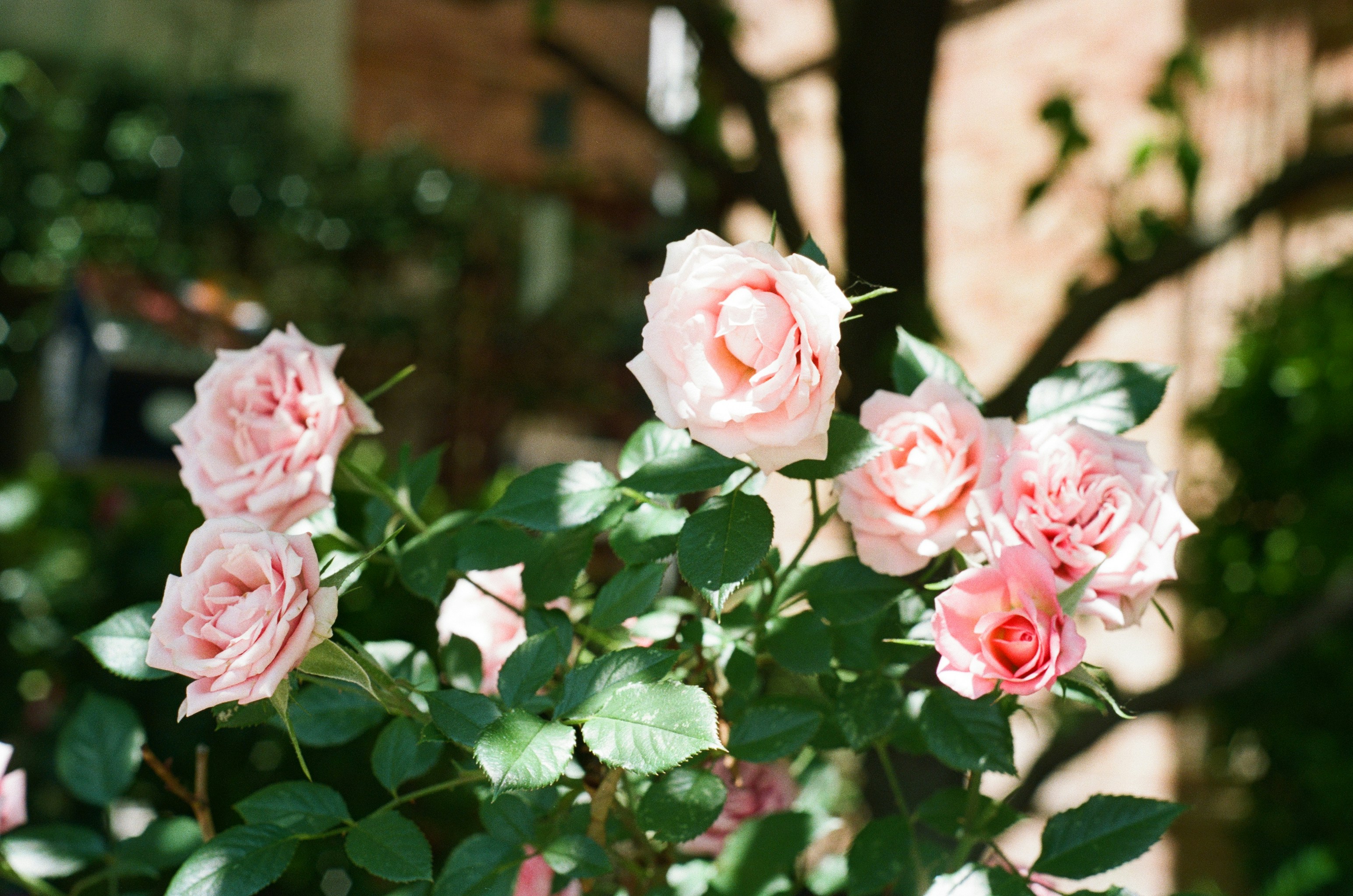 Pale pink roses blooming on a leafy bush in bright sunlight