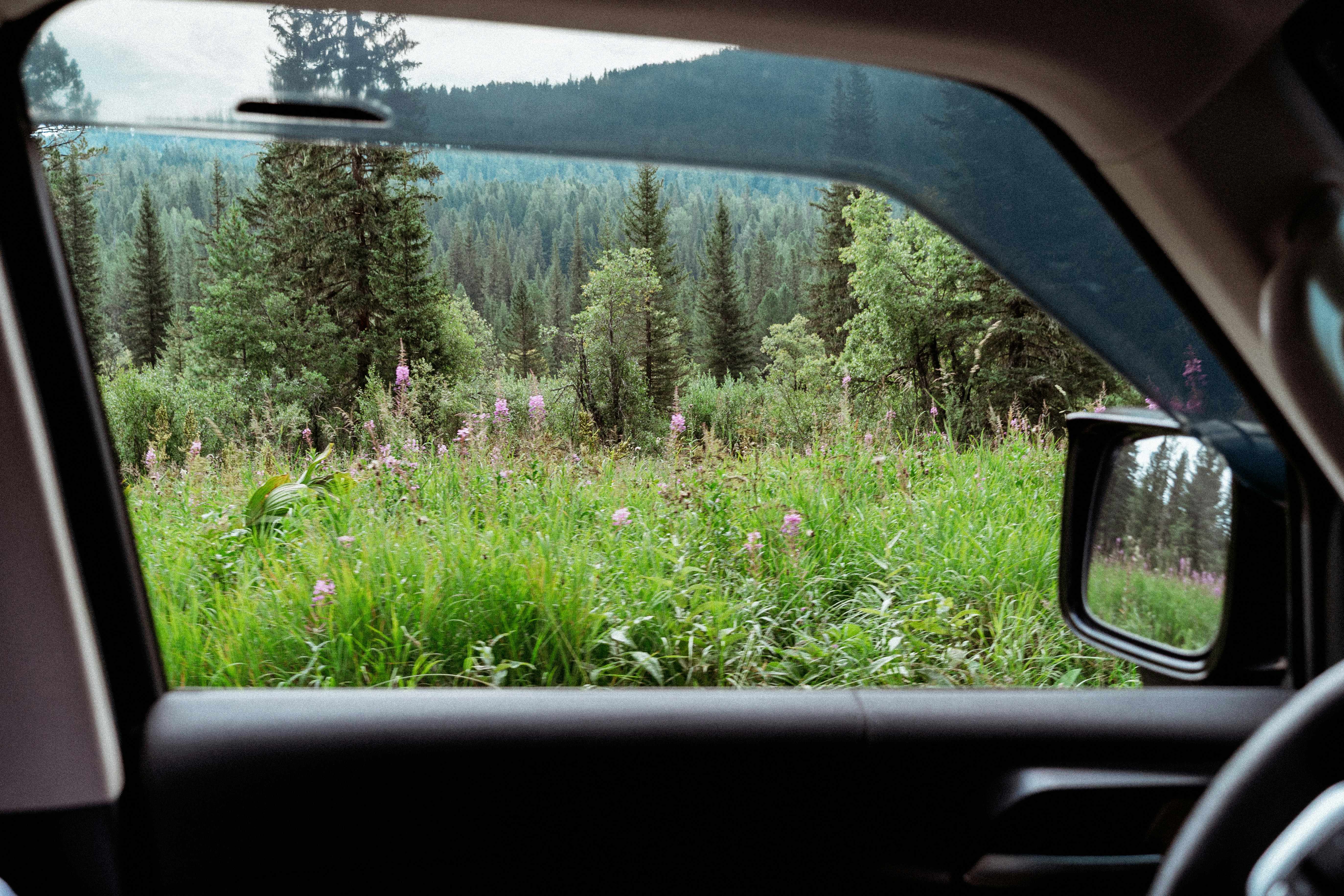 A view from a car window of a forest with purple wildflowers