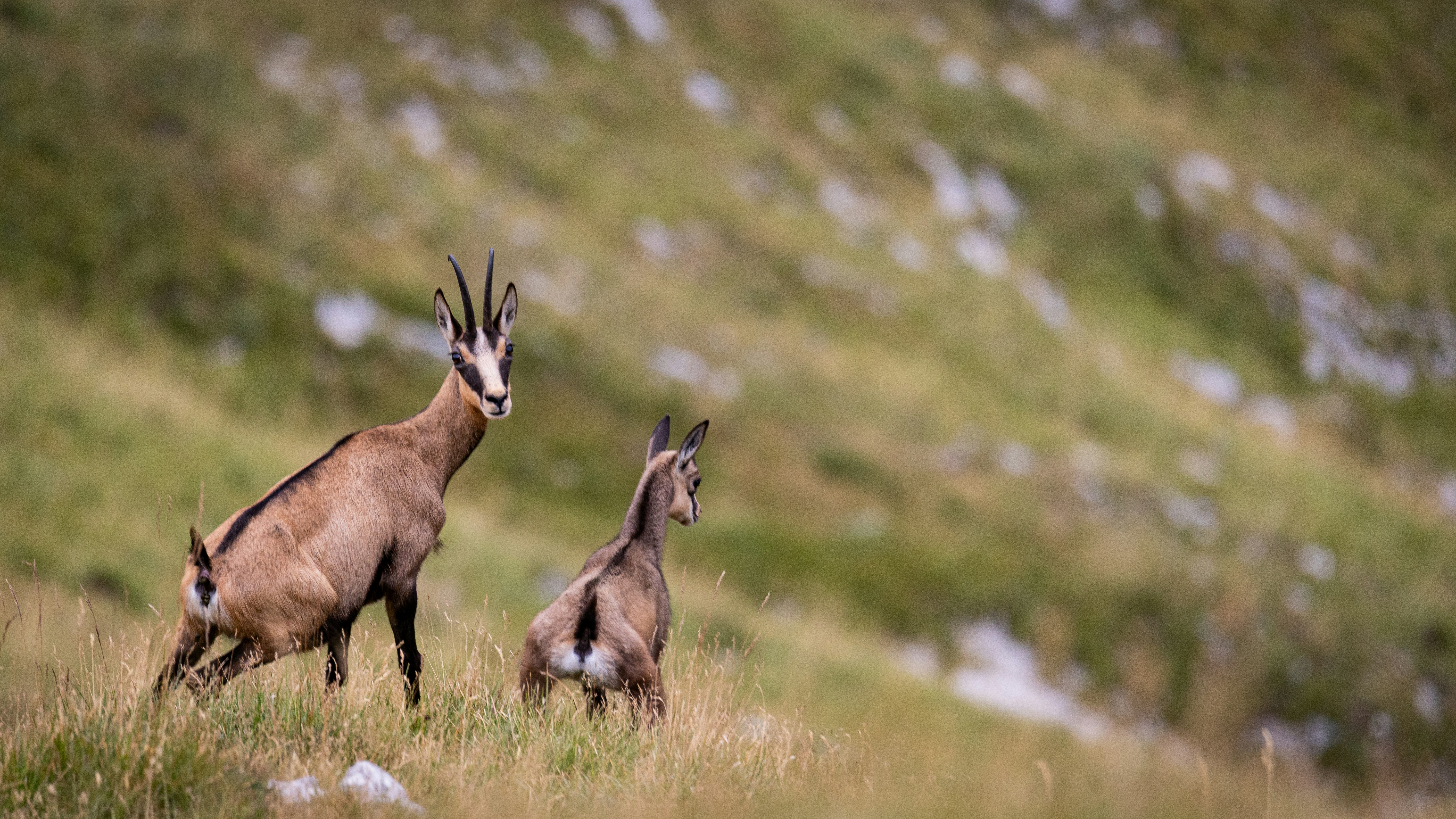 Two chamois in a grassy mountain meadow with a blurred green slope