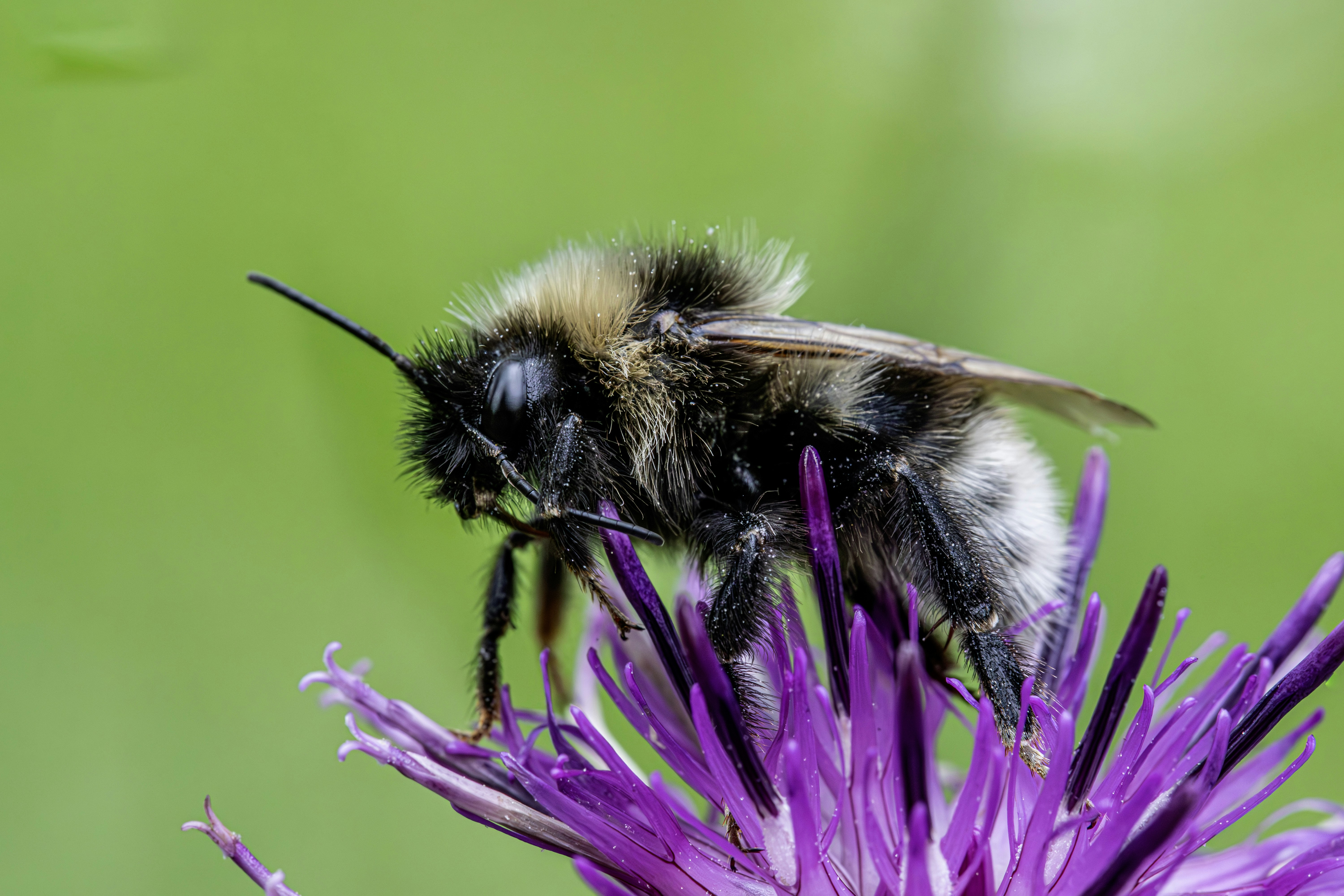 Un'ape pelosa si posava su un fiore viola vibrante su uno sfondo verde