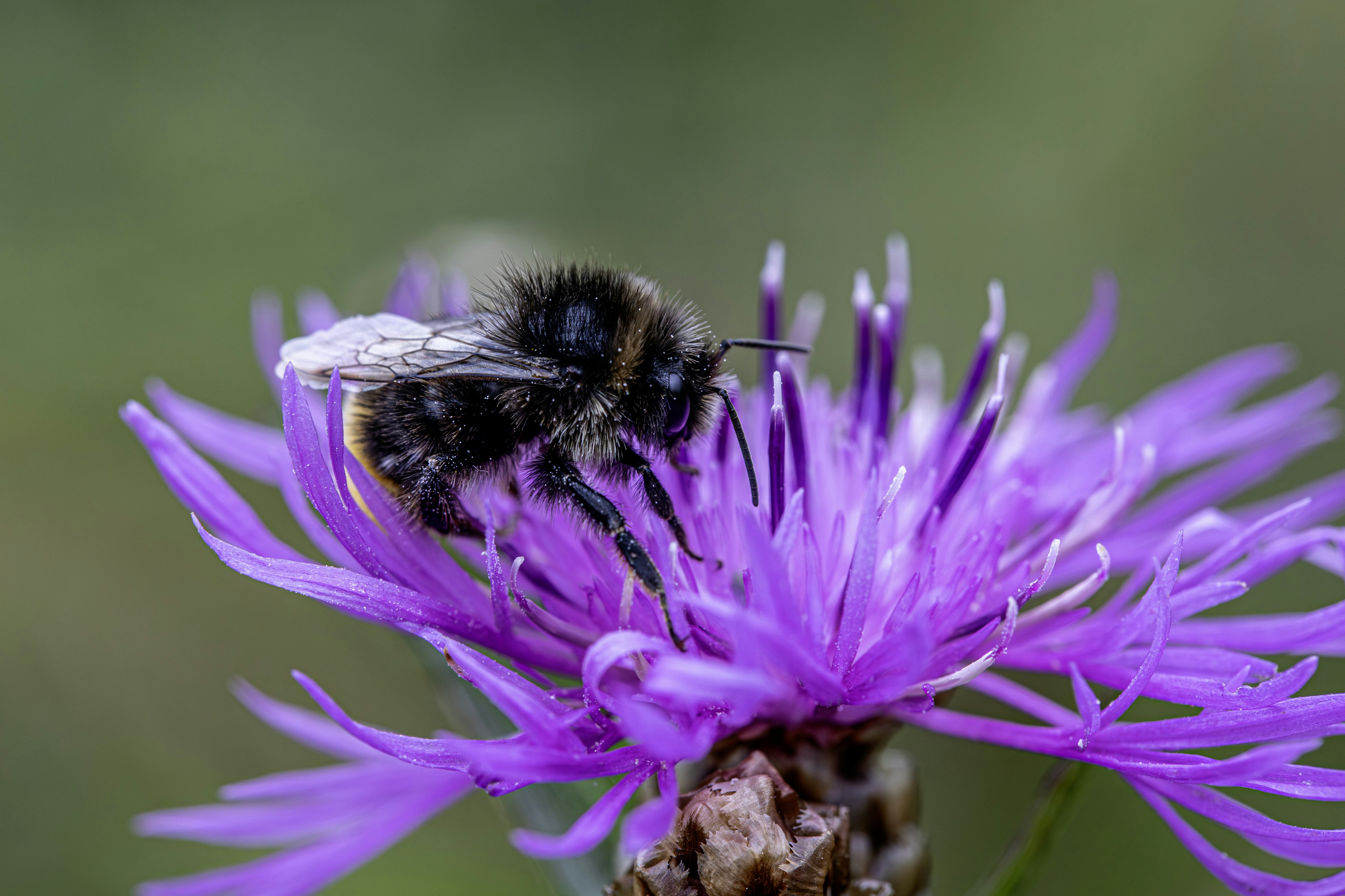 Un'ape pelosa che cerca cibo su un vivace fiore viola di centena