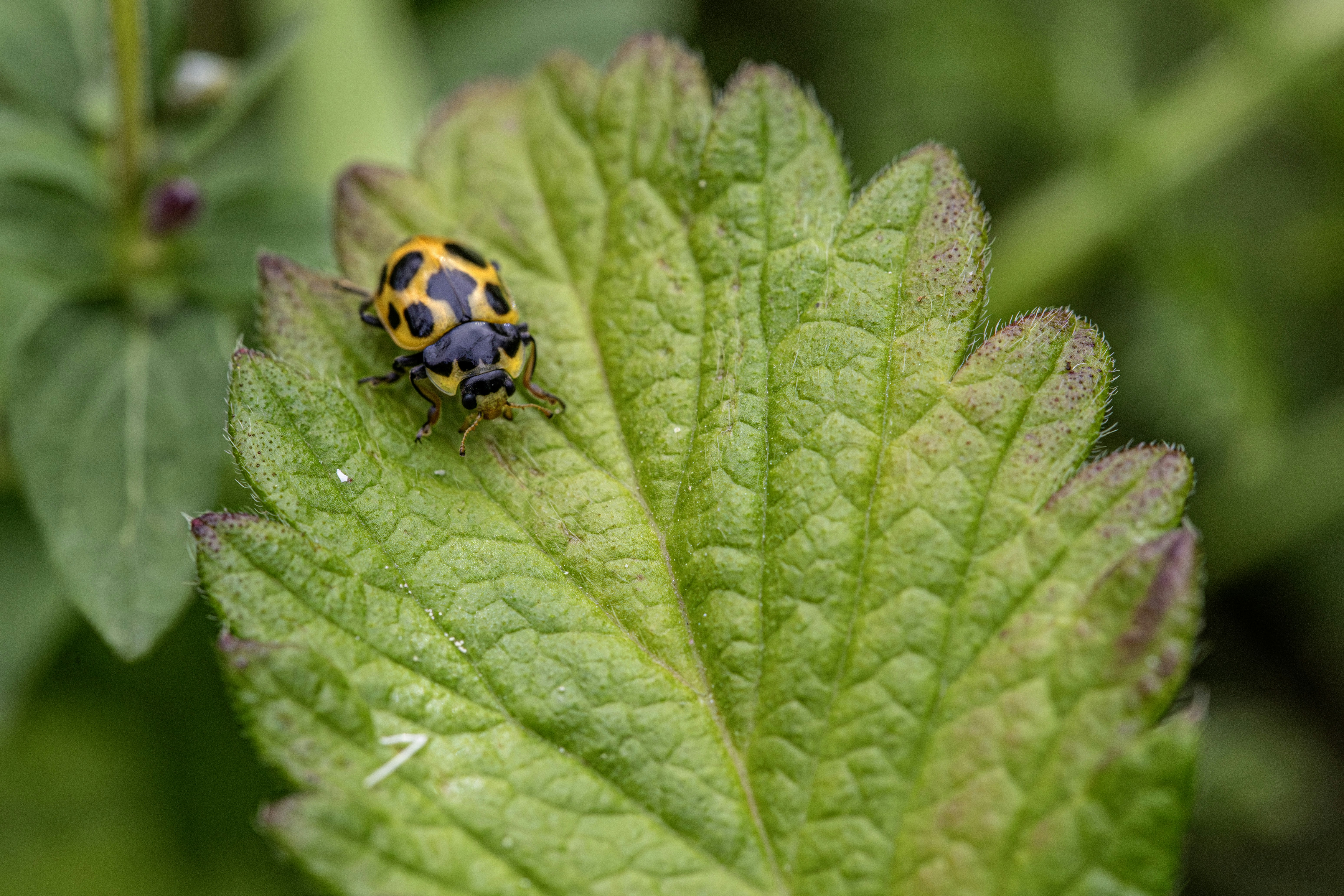 Una coccinella gialla e nera su una foglia verde testurizzata