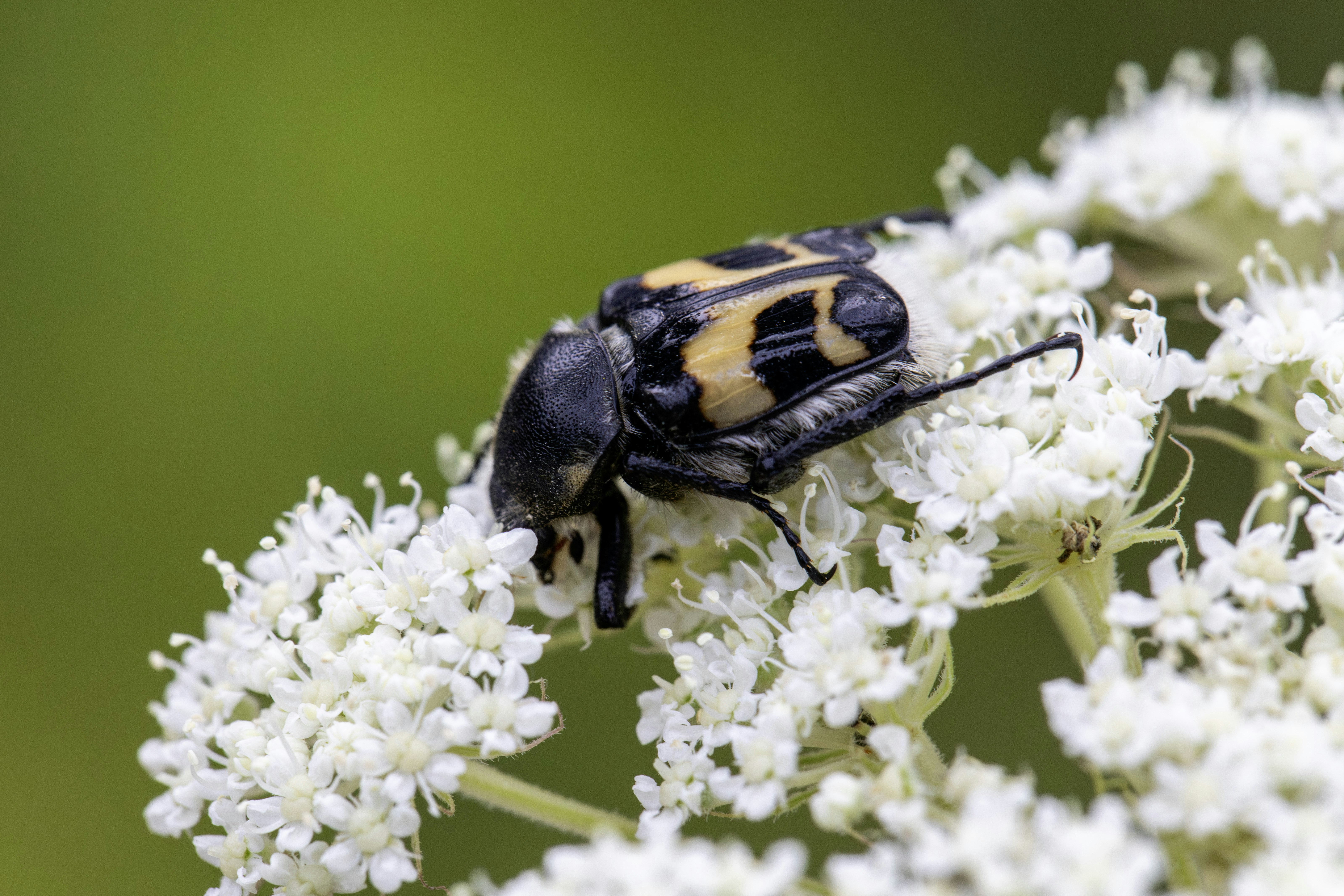 Uno scarabeo nero e giallo su un grappolo di piccoli fiori bianchi