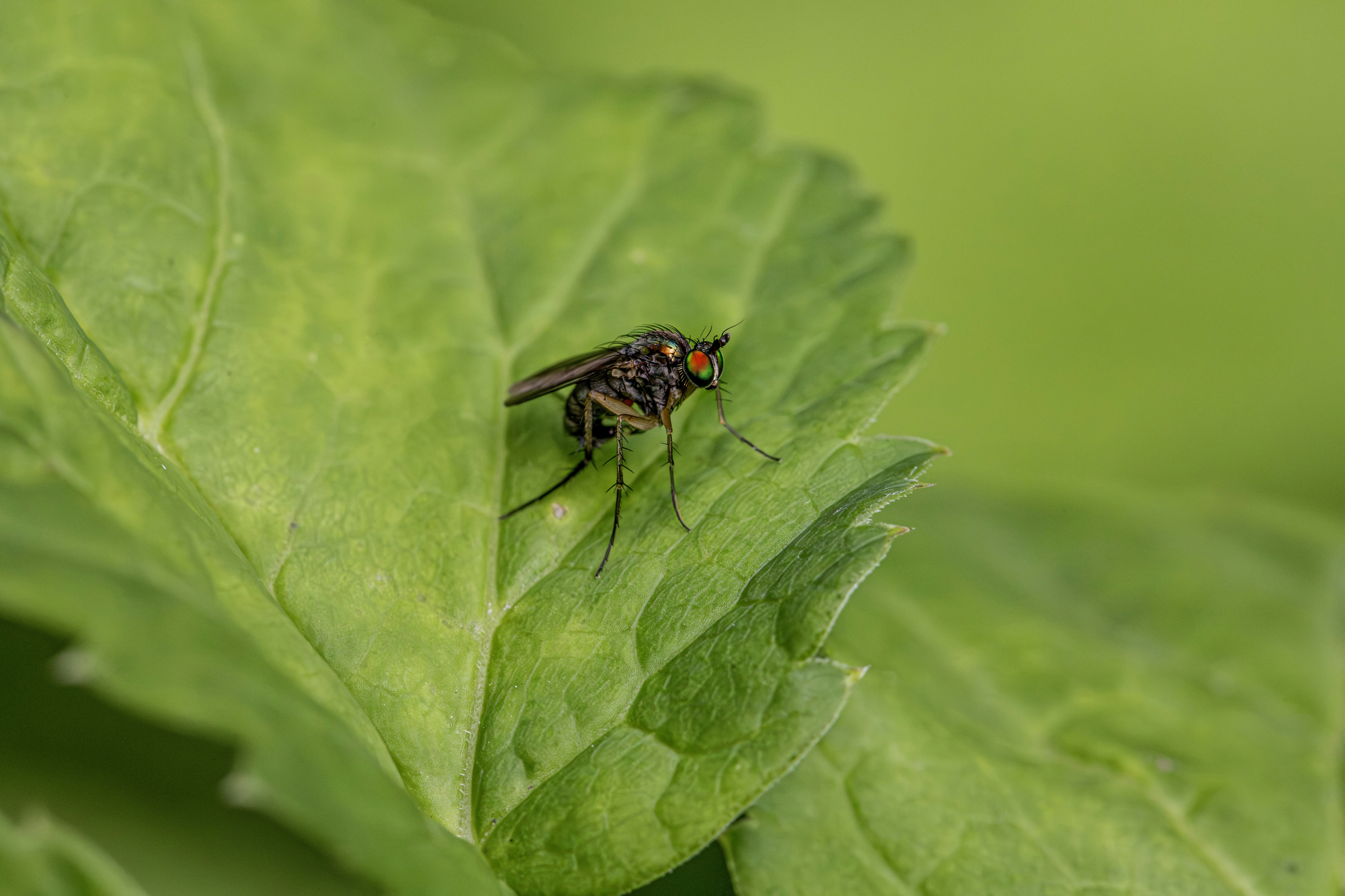 Una mosca dalle lunghe zampe con occhi rossi iridescenti su una foglia verde vibrante