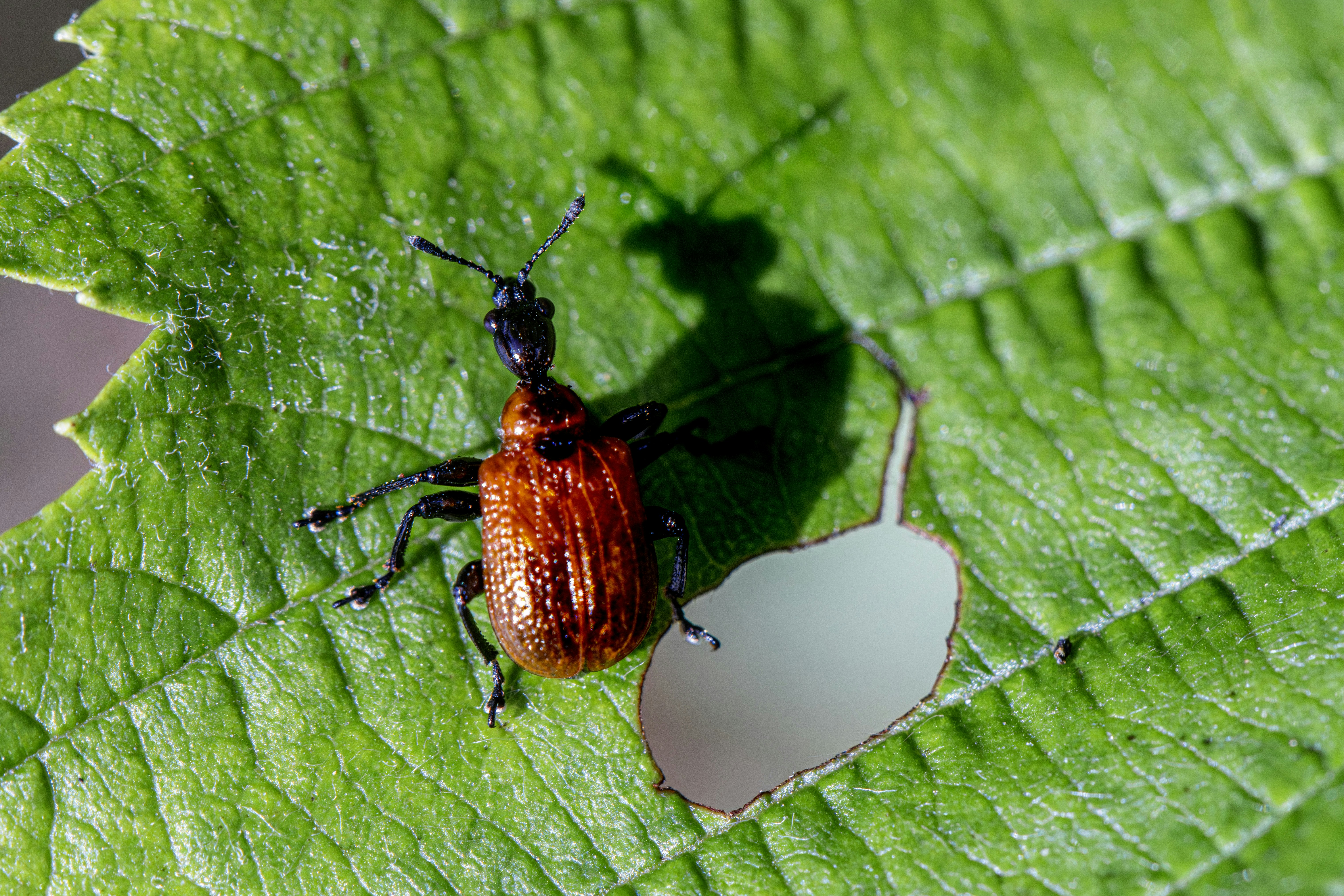 Uno scarabeo rosso con un collo lungo su una foglia verde con un foro