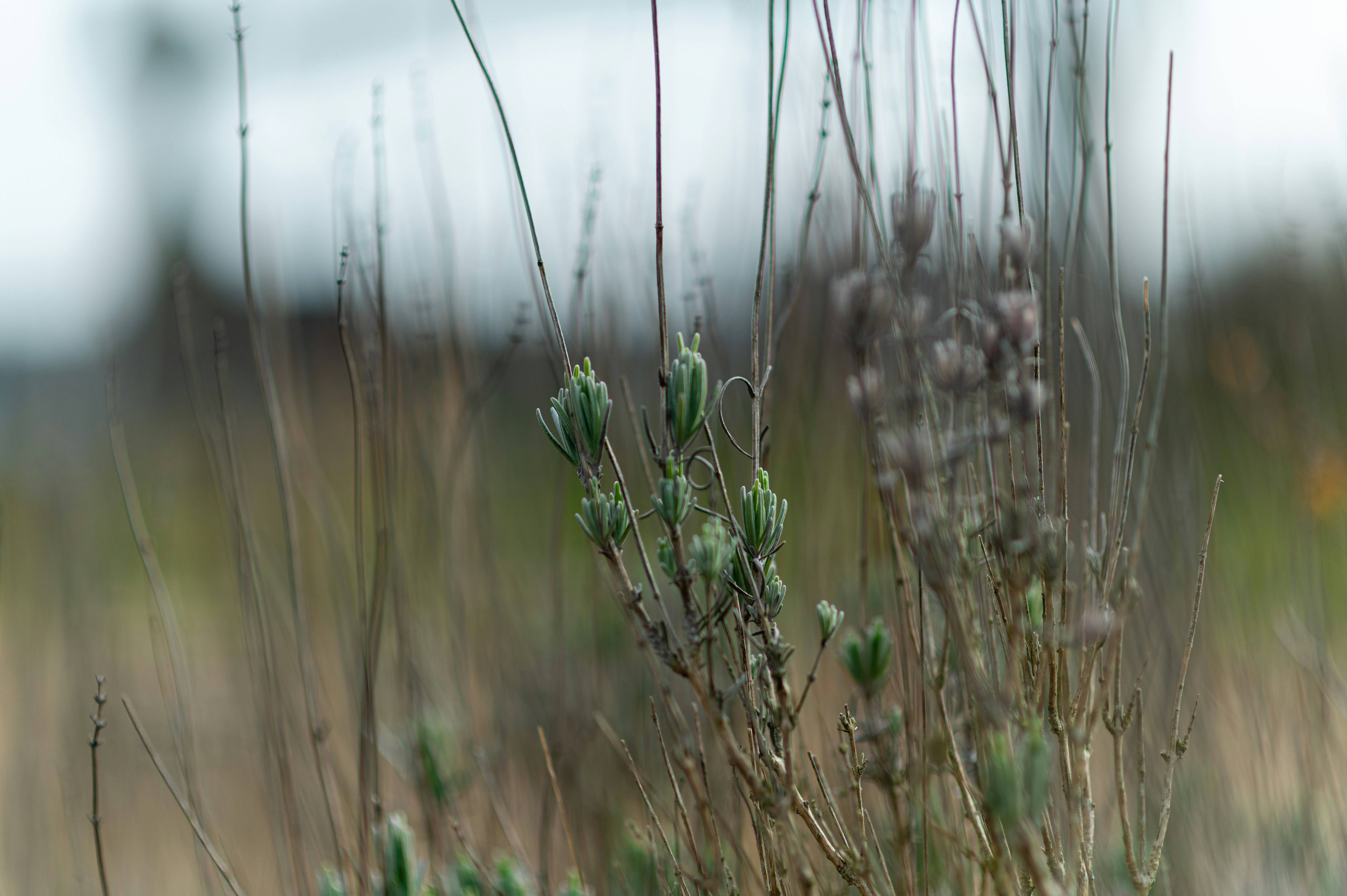Thin green lavender sprigs growing among dry brown stalks in a field