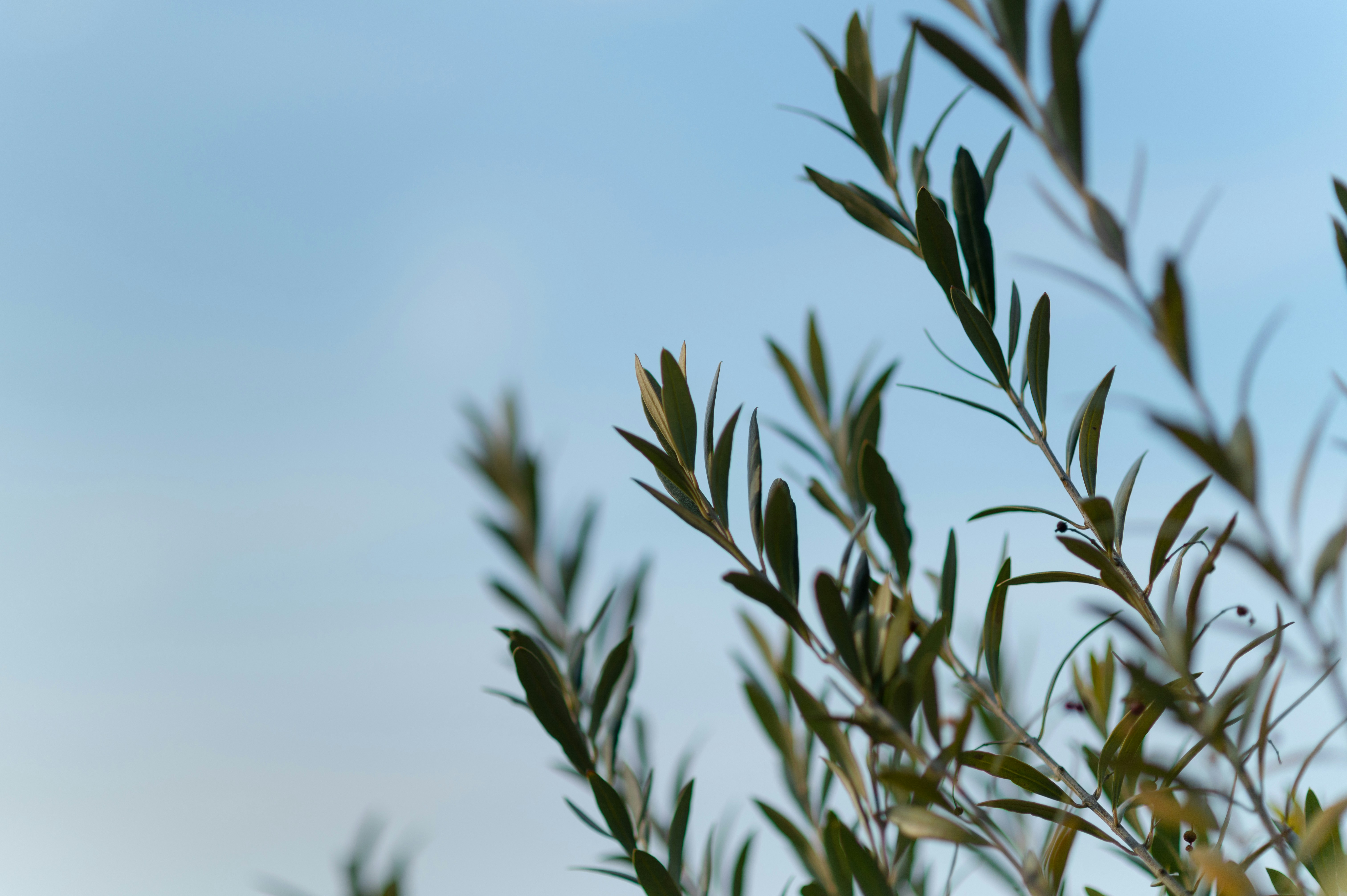 Olive tree branches with narrow green leaves against a clear blue sky