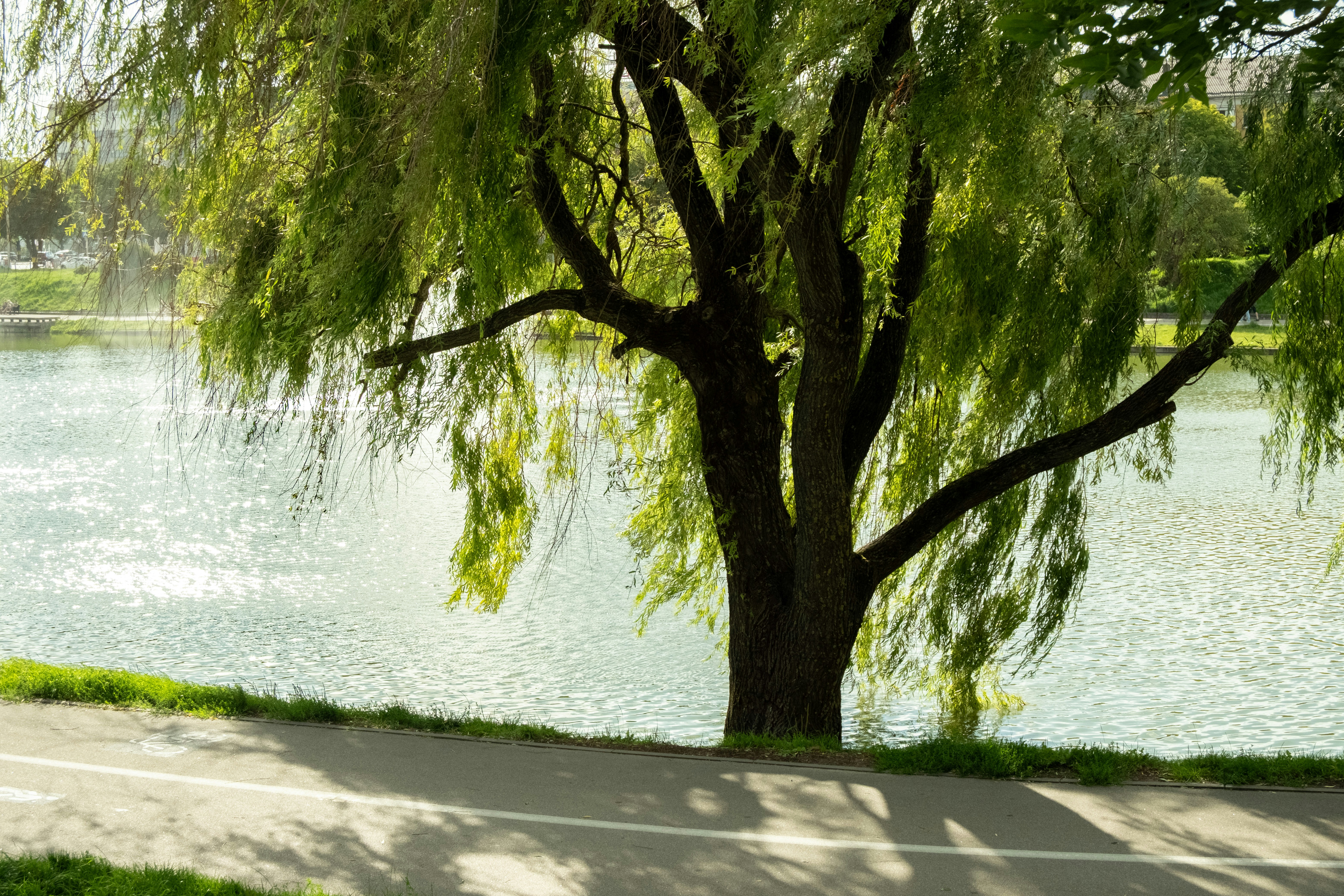 Weeping willow beside a sunlit pond