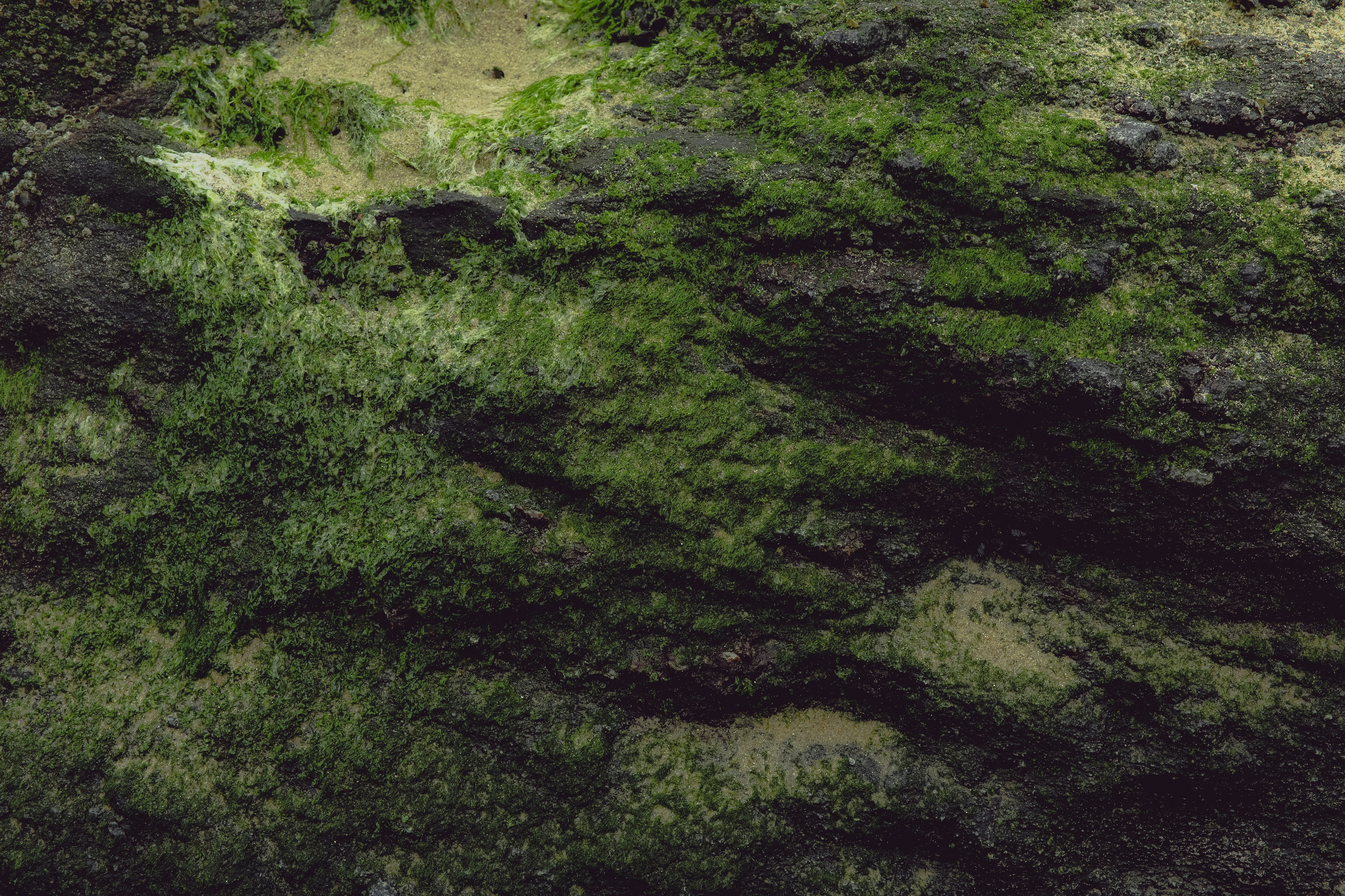 Dark textured rock covered in patches of vibrant green algae and moss