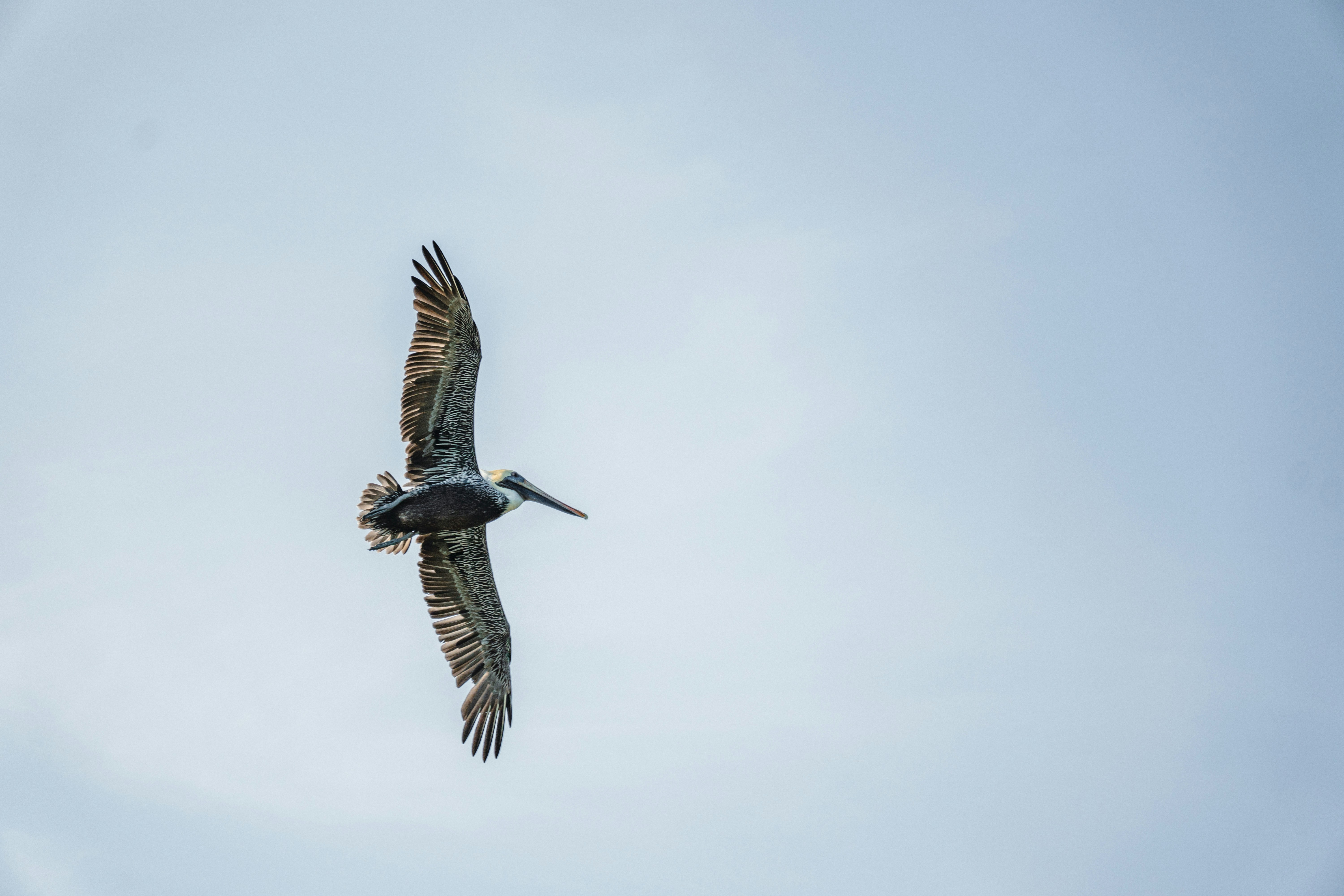 Brown Pelican (Pelecanus occidentalis)