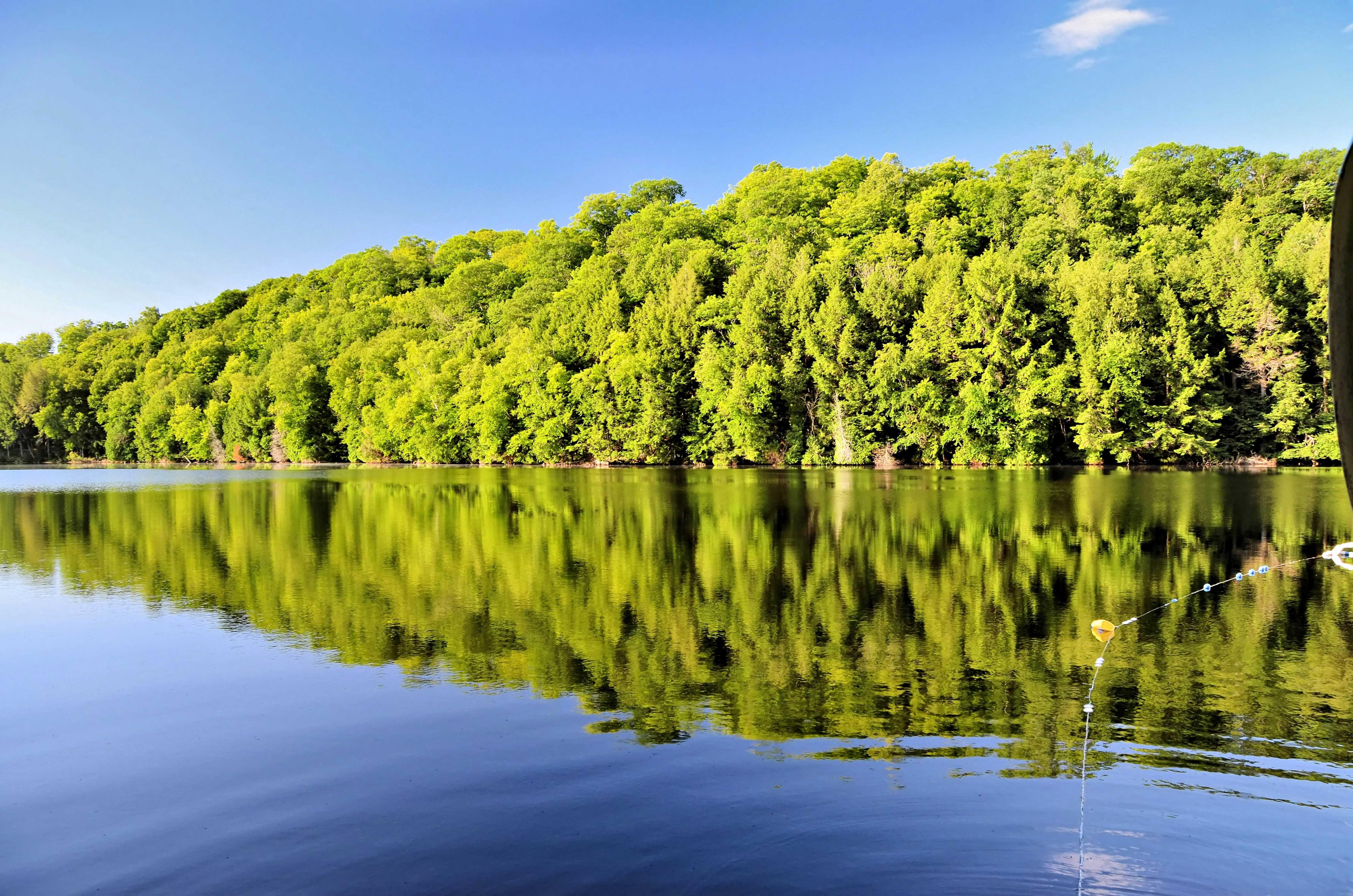 A dense forest of green trees reflected in the calm water of a lake