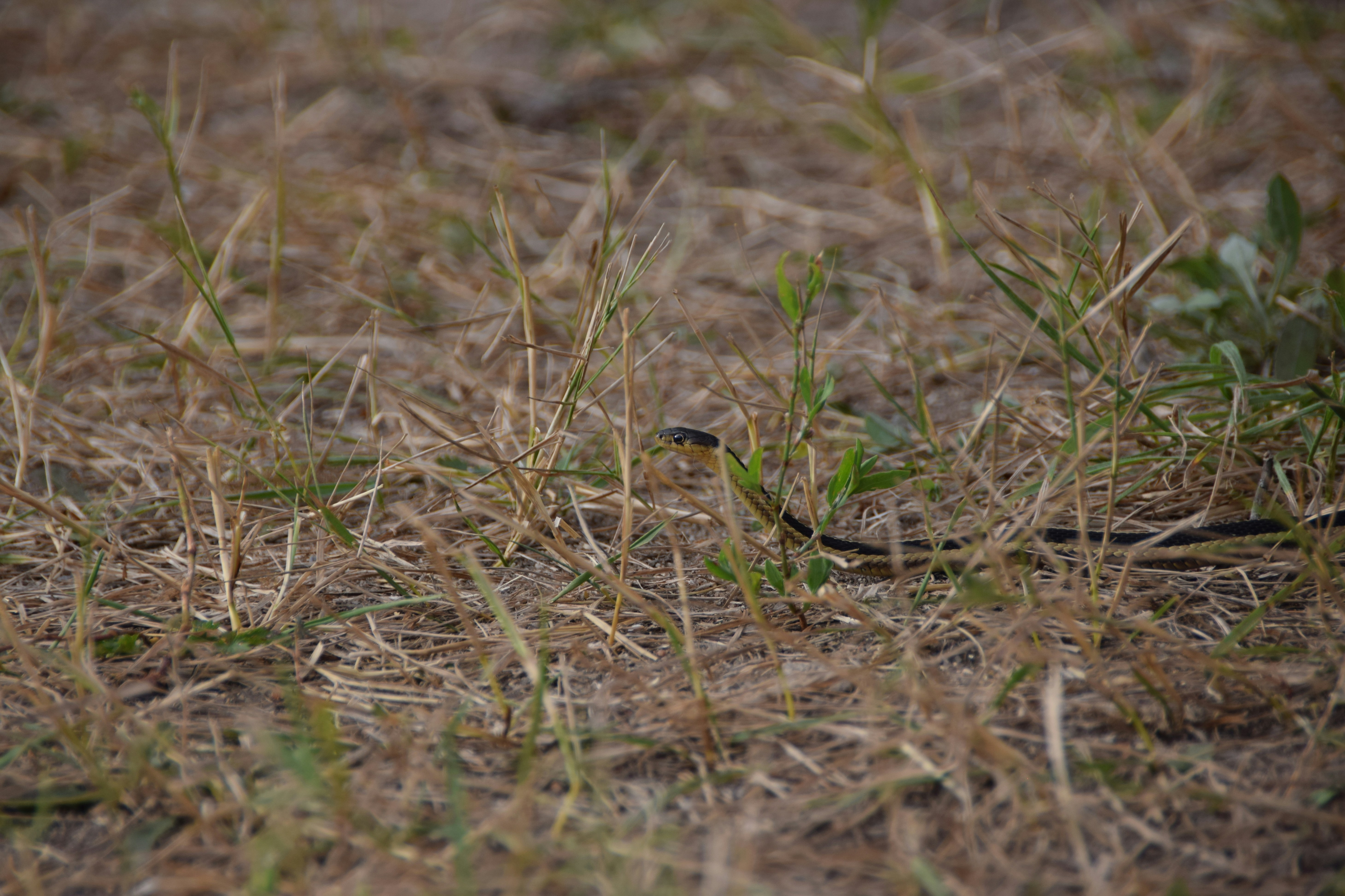 A slender black and yellow snake moving through dry grass in a field