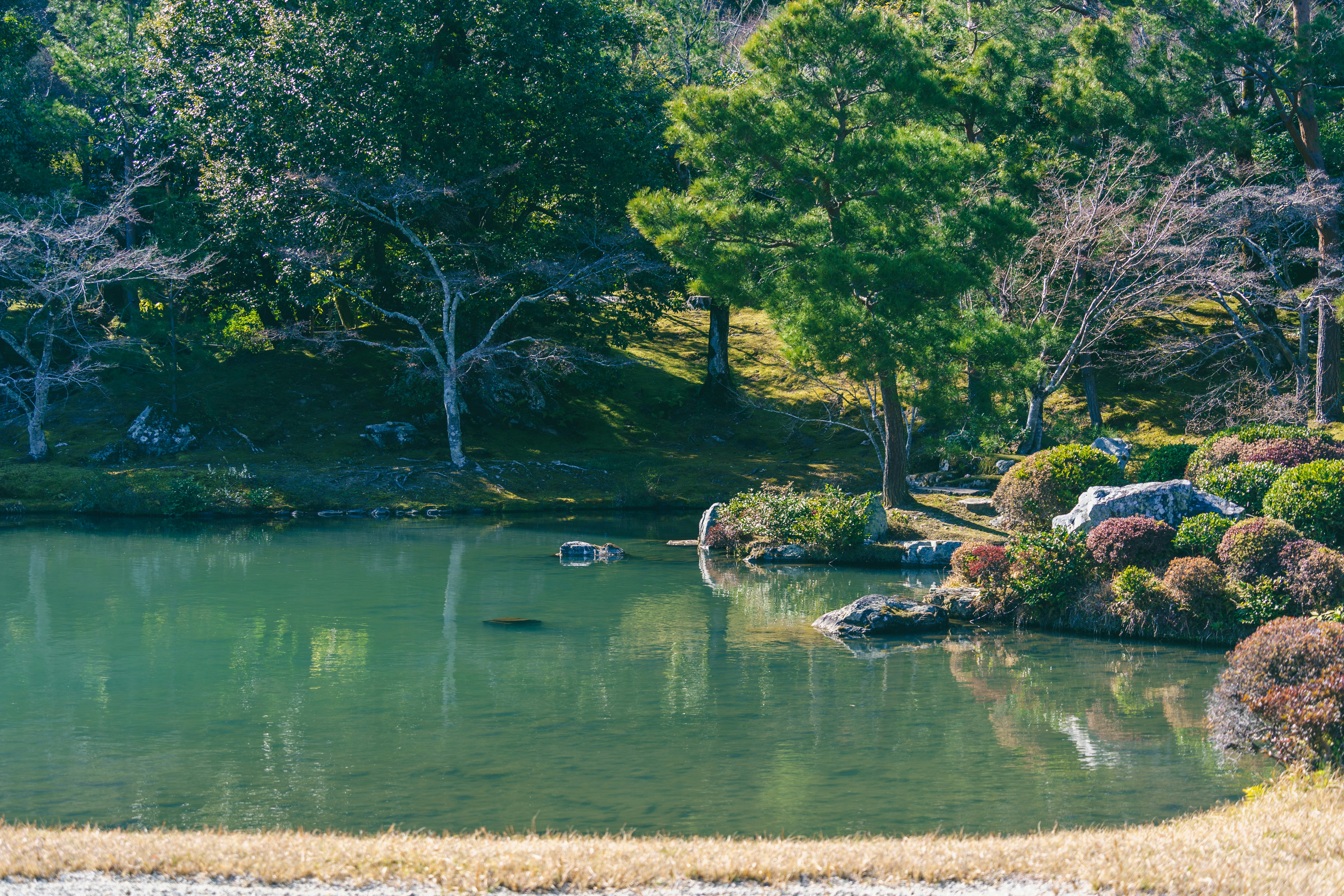 A calm pond reflecting trees and shrubs in a Japanese garden