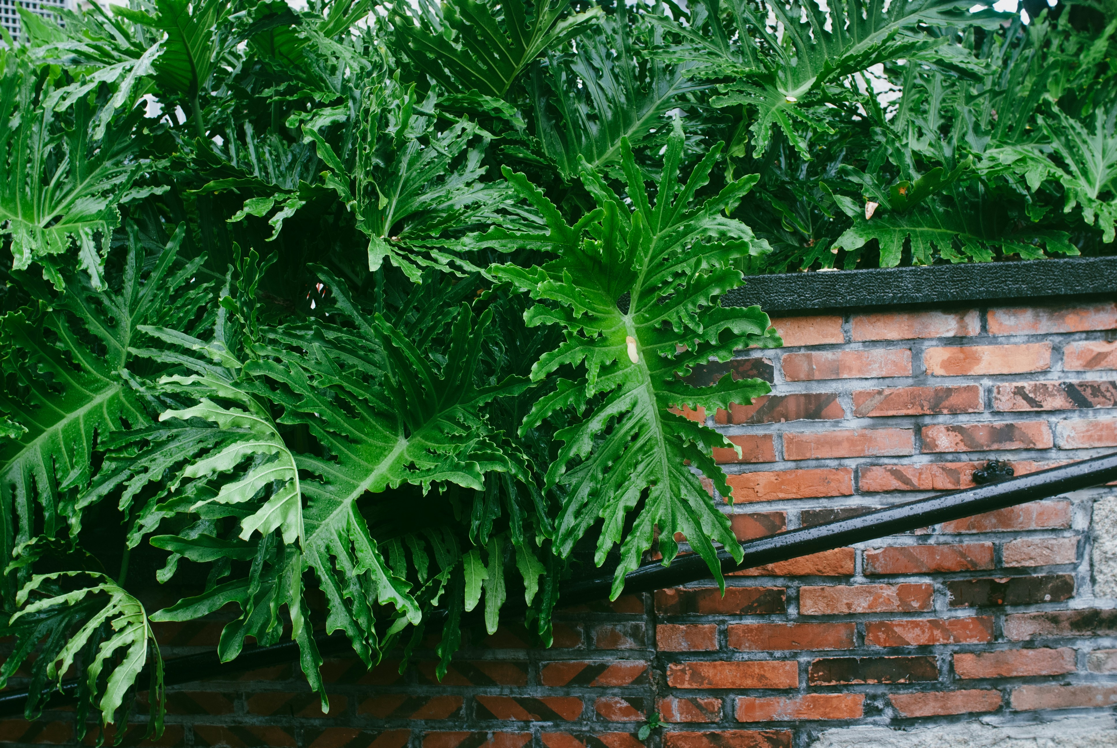 Lush green philodendron leaves hanging over a weathered red brick wall