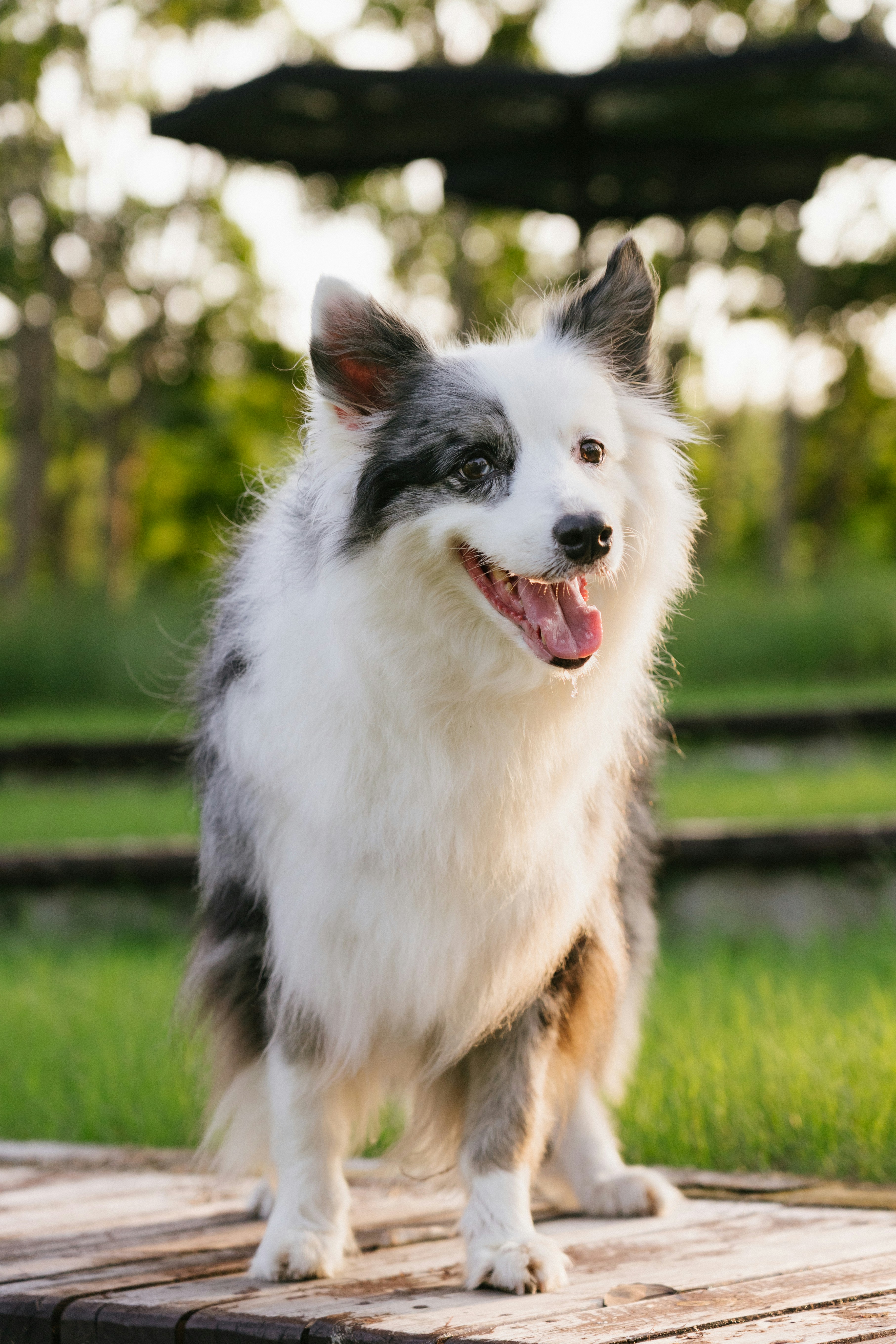 A fluffy blue merle border collie standing on a wooden path in a park