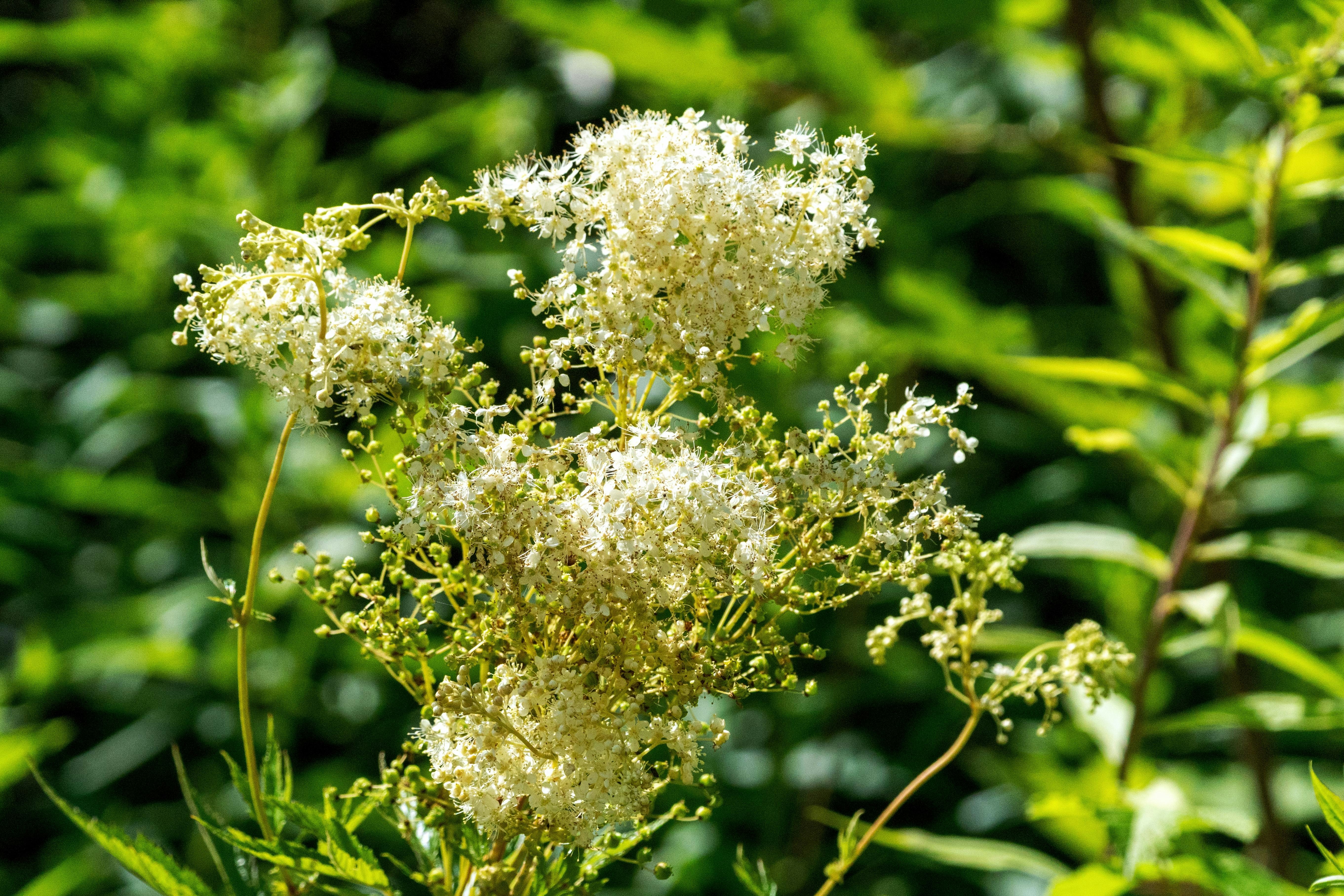 White flowers on green stem - Free Photo on Unsplash