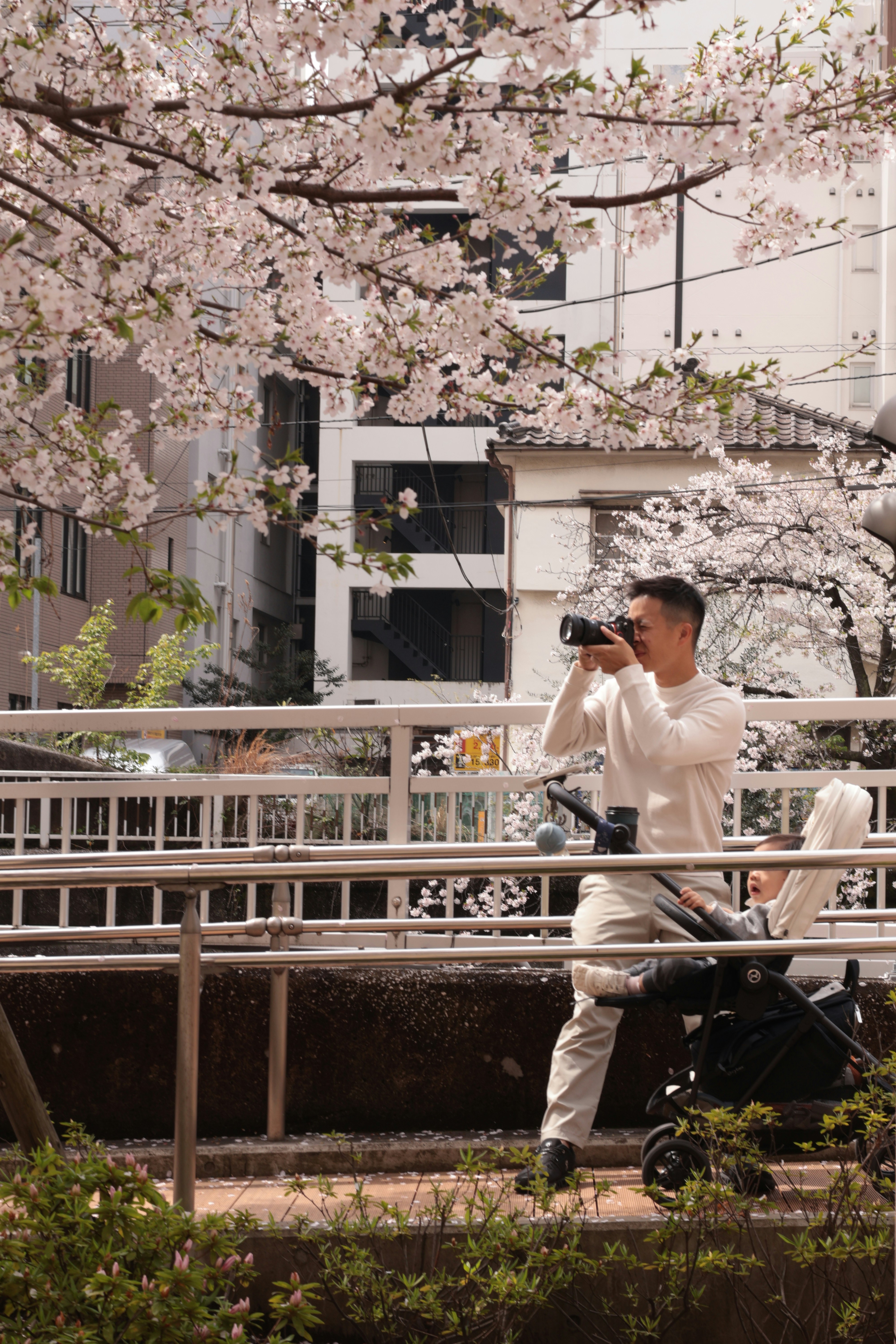 A man photographing cherry blossoms while pushing a stroller with a child