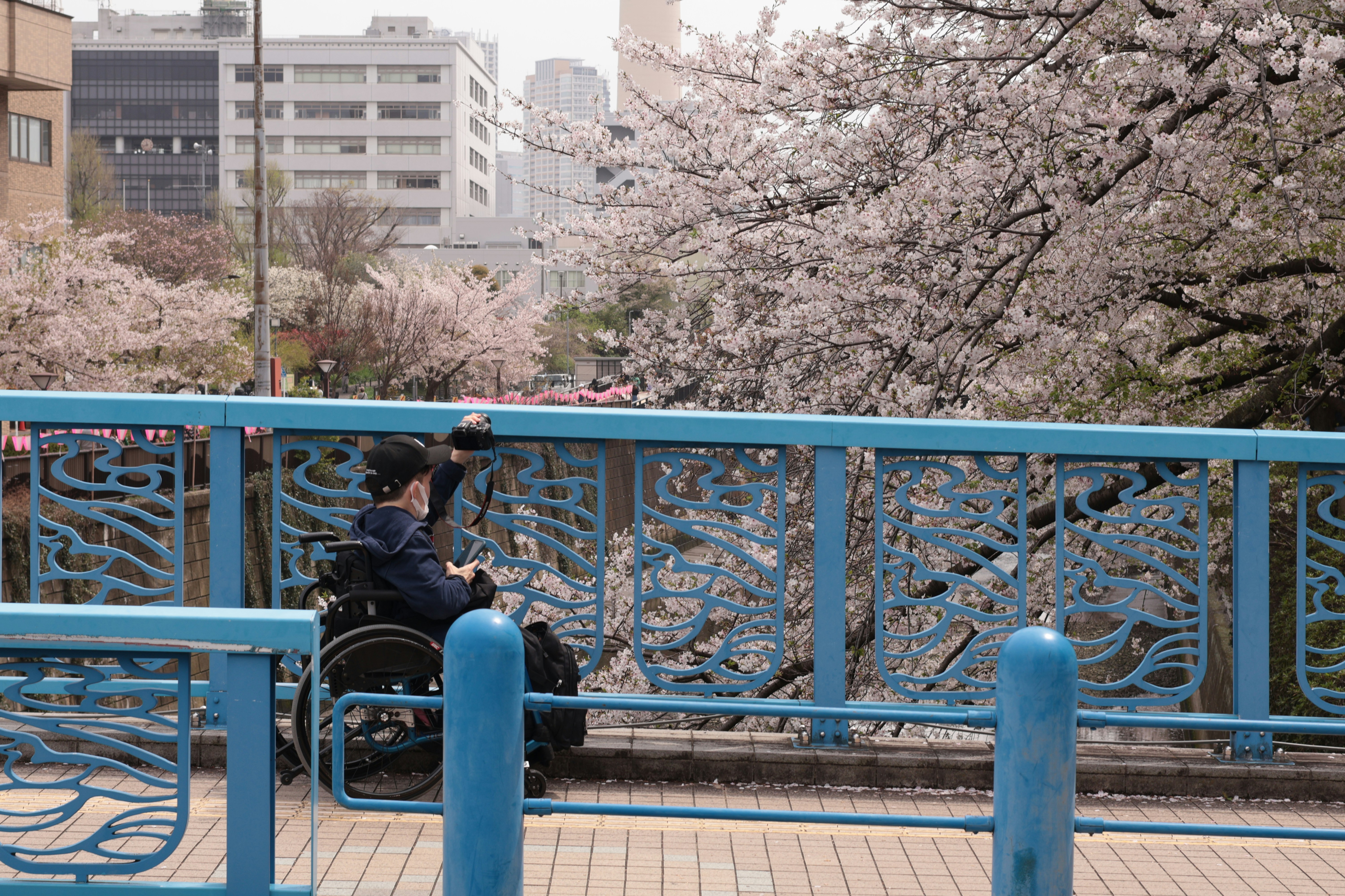 A person in a wheelchair photographing blooming cherry blossoms near a blue railing