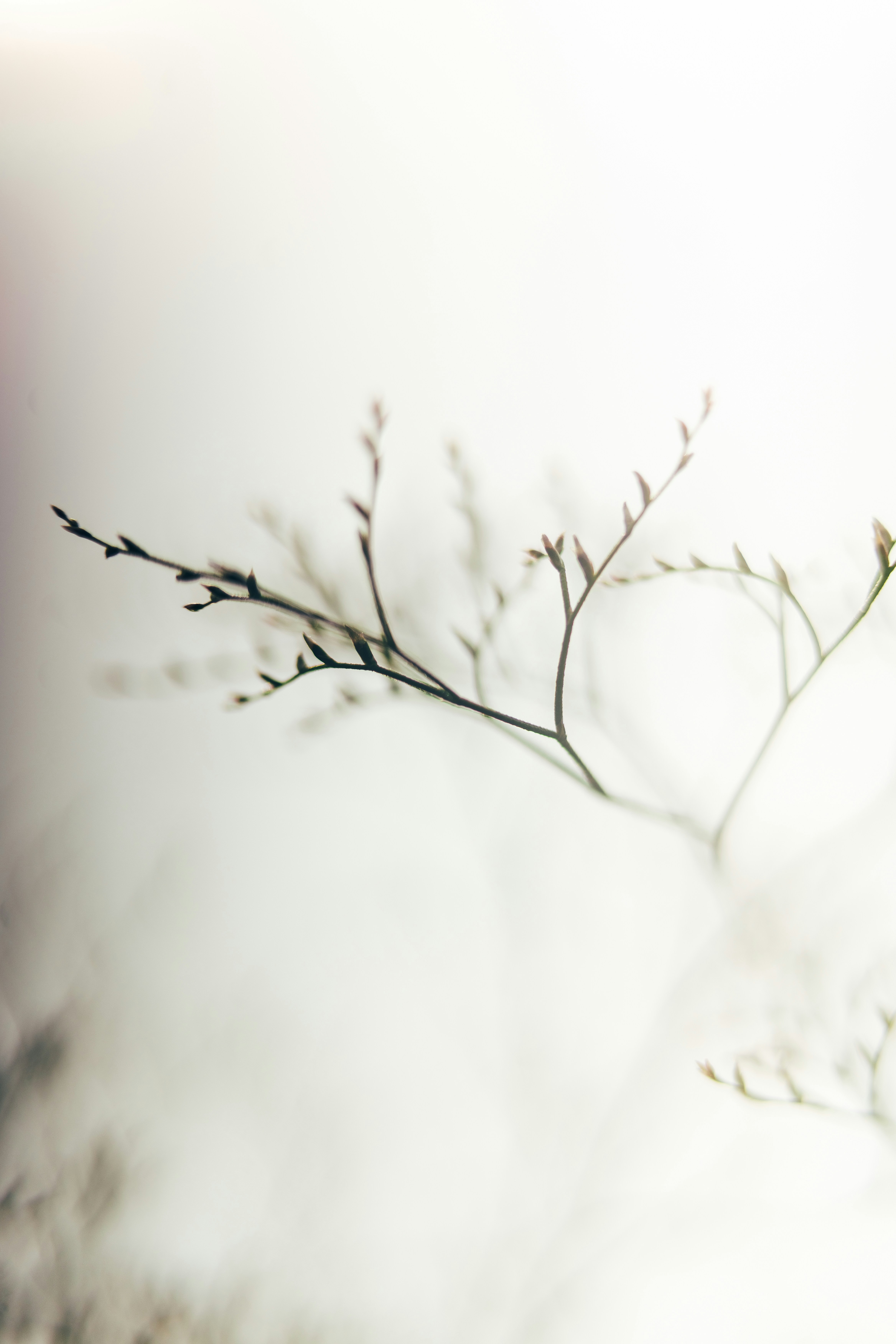 A delicate dried sprig with tiny buds against a bright white background — Andrey K