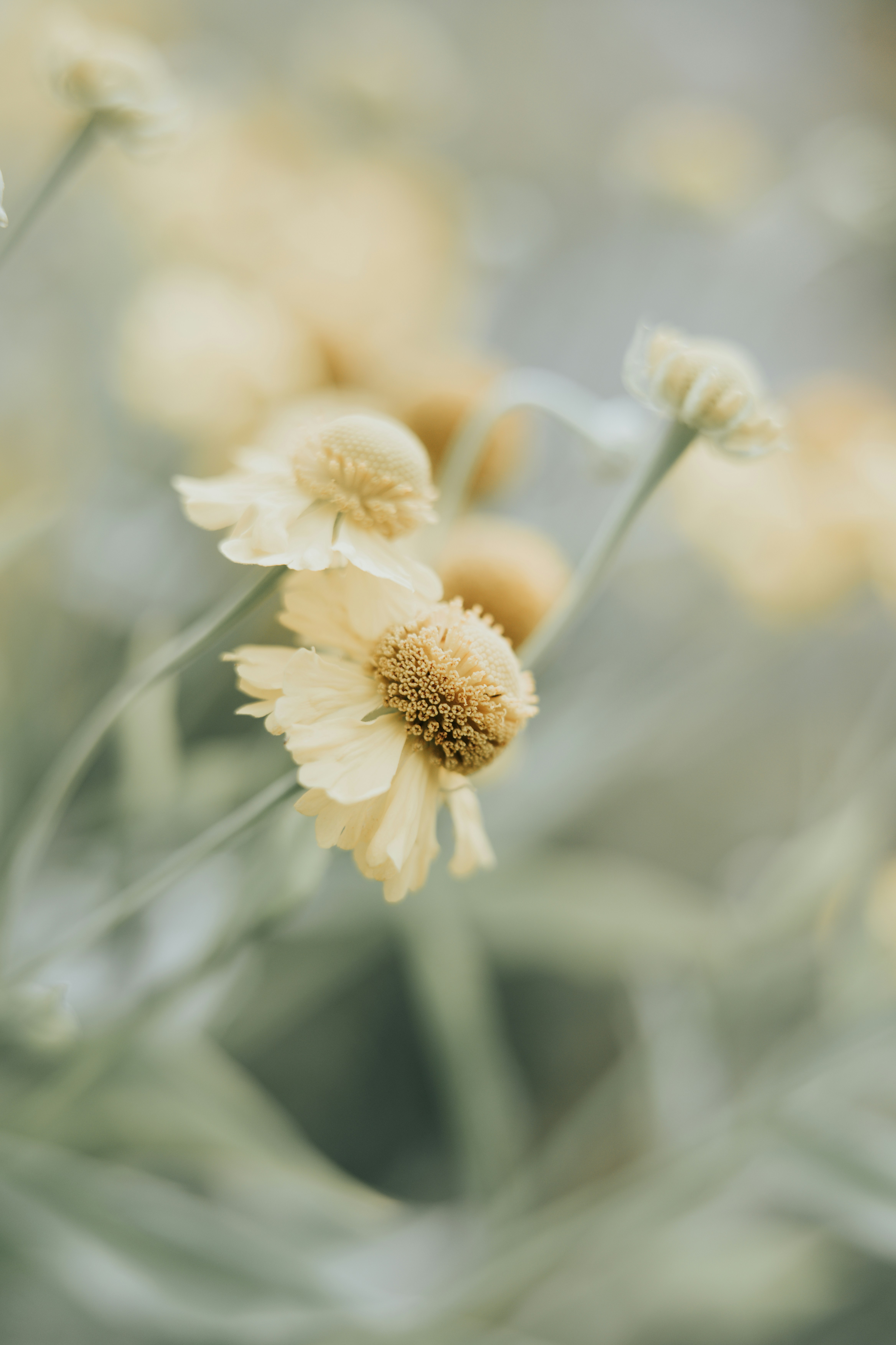 Pale yellow flowers with textured centers in a soft focus garden setting