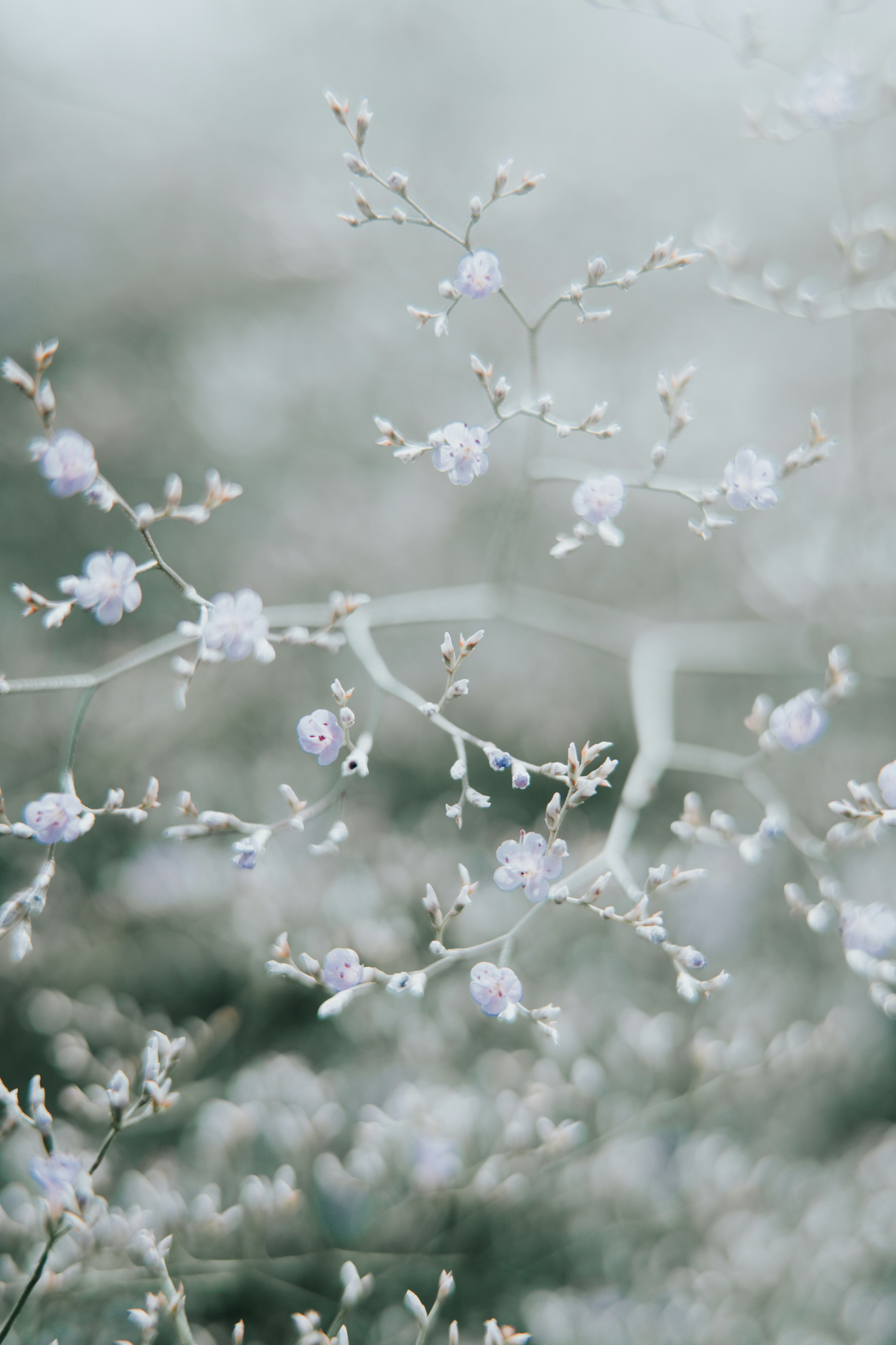 Small pale blue flowers on thin branching stems with a soft blurred background - 相关推荐