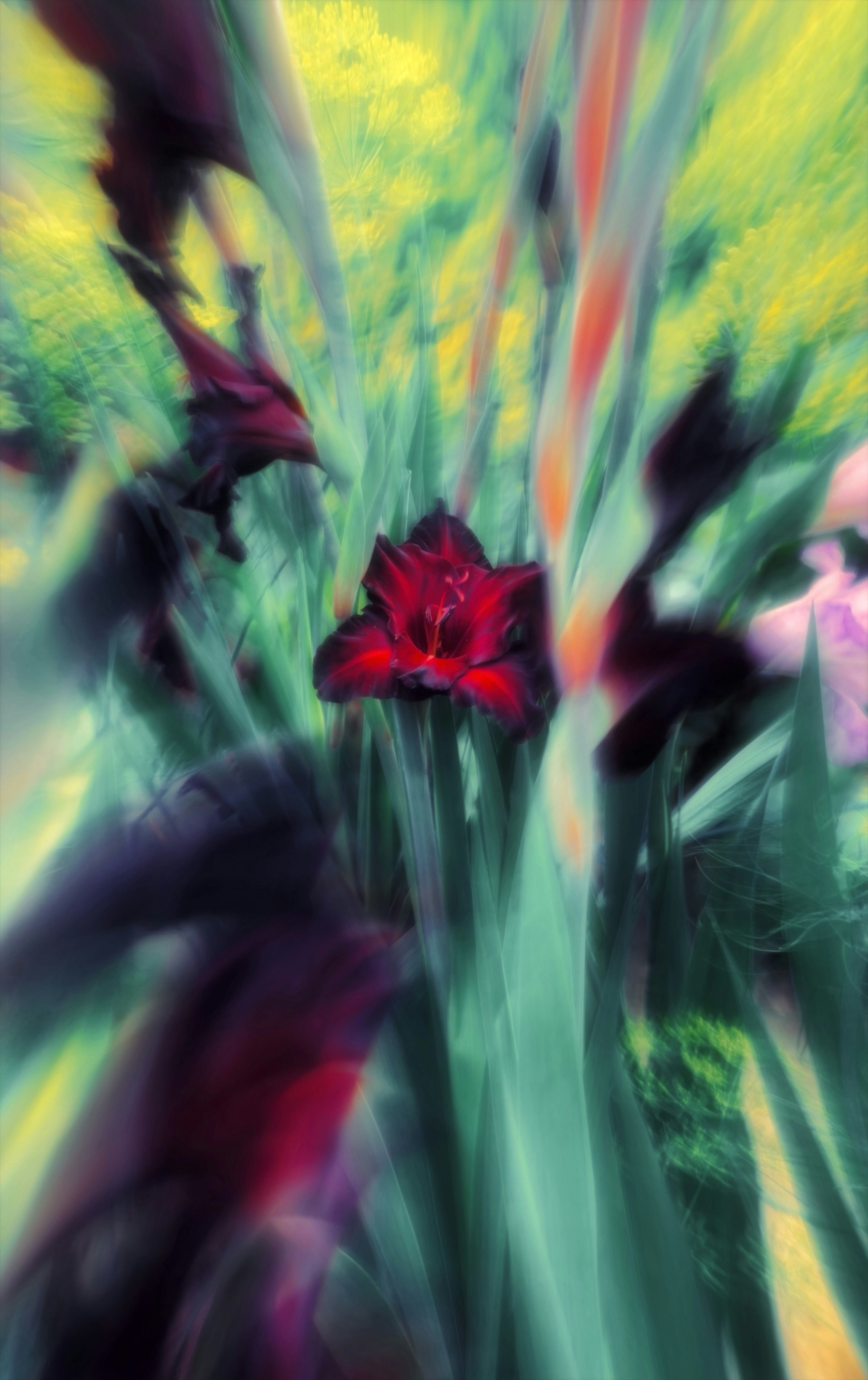 Dark red gladiolus flowers surrounded by tall green leaves with a soft motion blur