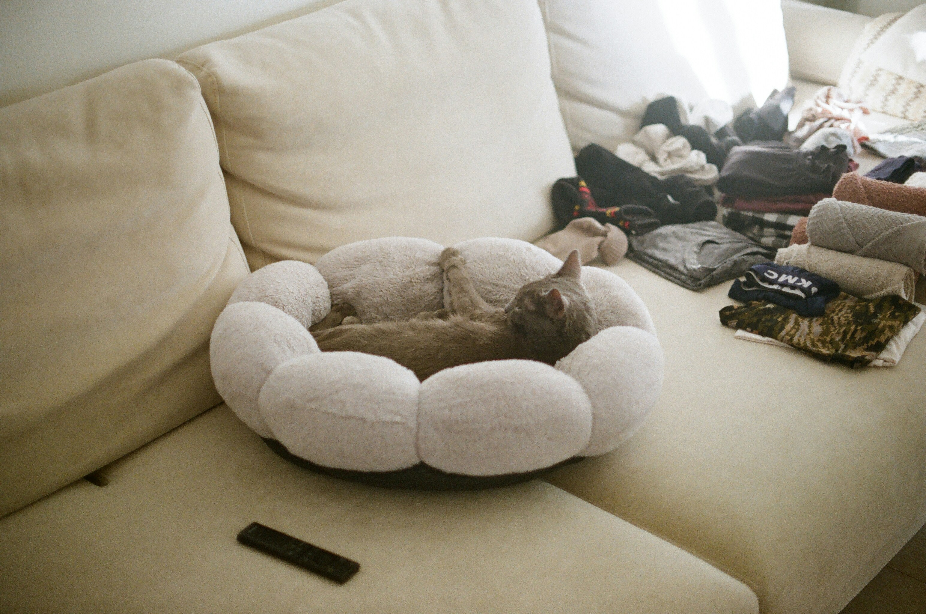 Introduce a New Cat to a Jealous Cat: 10-Day Plan (2026) | MeowPod