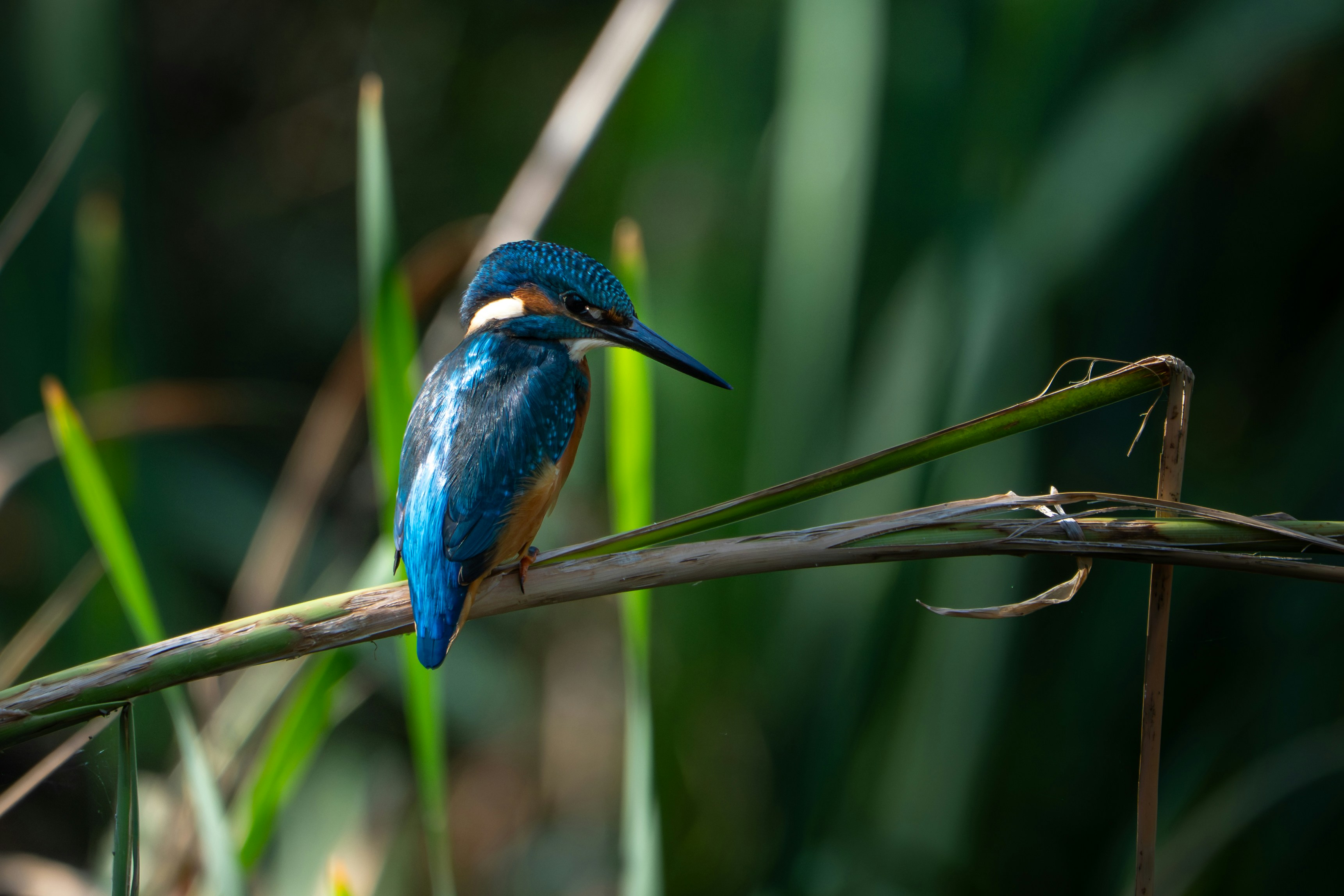 A common kingfisher with bright blue feathers perched on a thin green reed